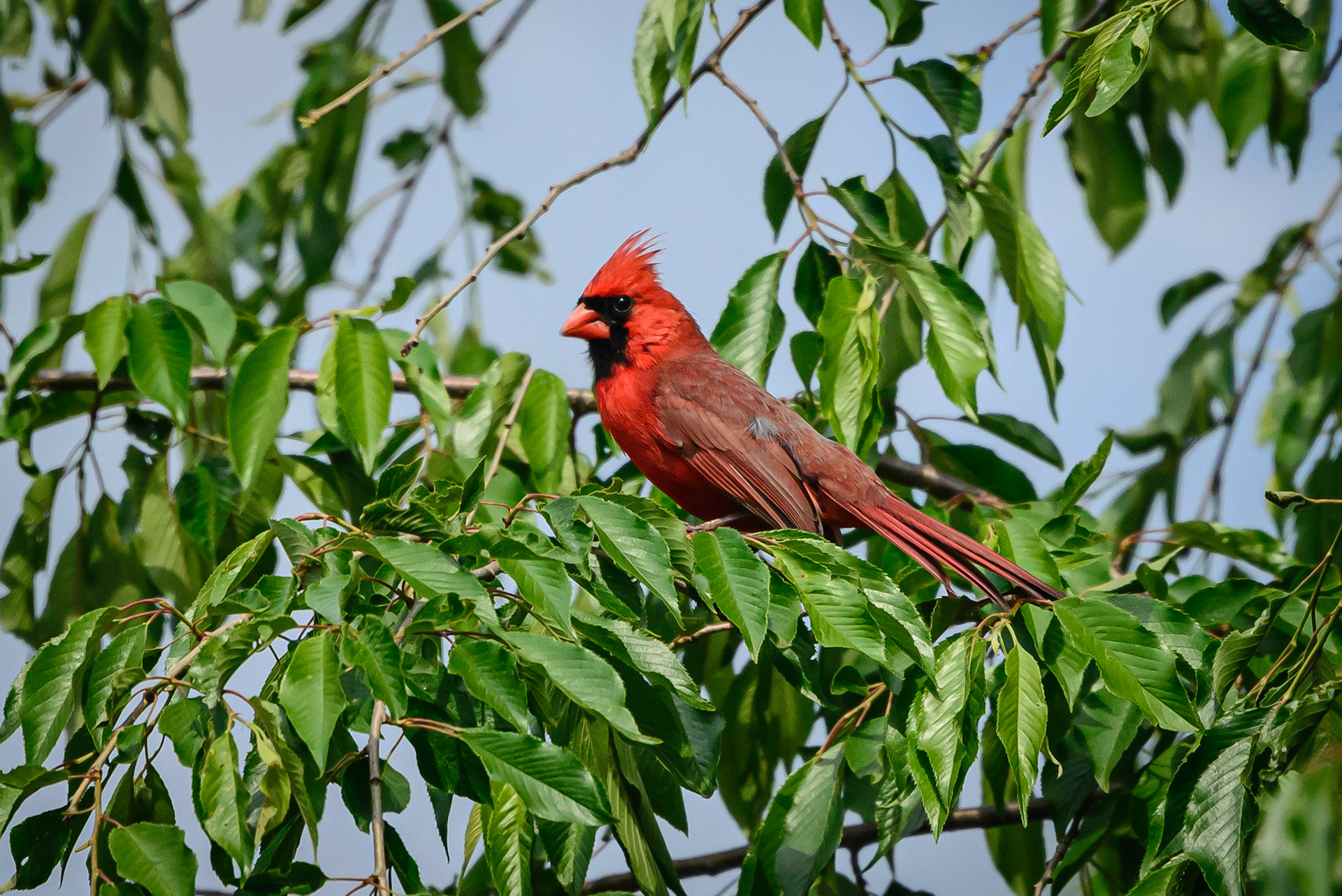 DTGD32843-Cardinal in front yard.