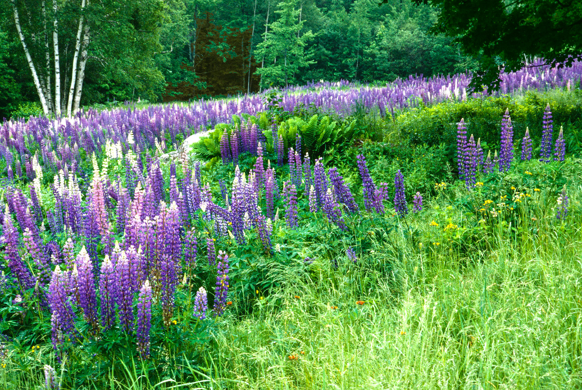 DTG00036 Lupine Field Sugar Hill