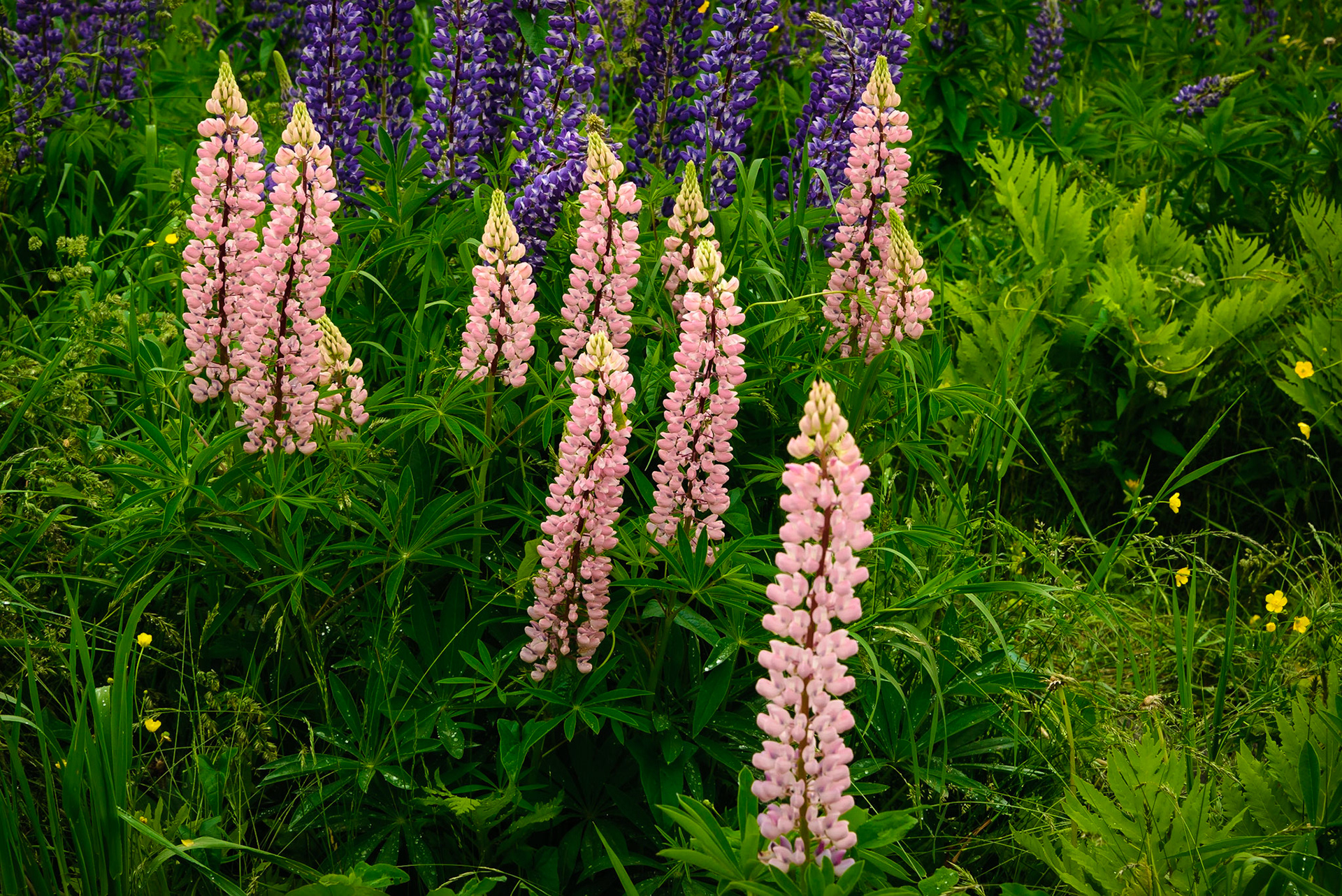 DTGD26645 Lupine