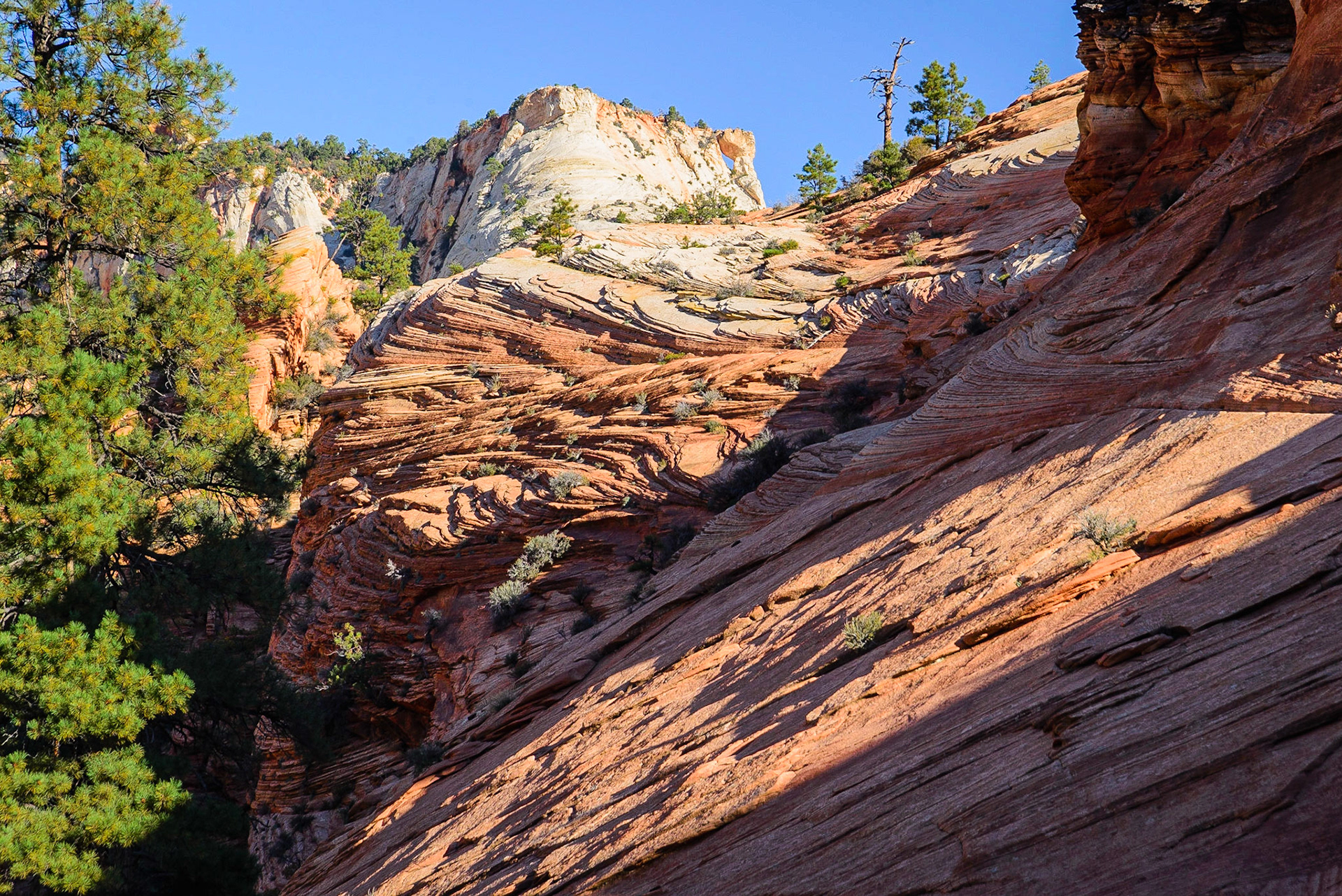 DTGD22337 Patterns and textures of the sand stone rocks of Zion Nat'l Park
