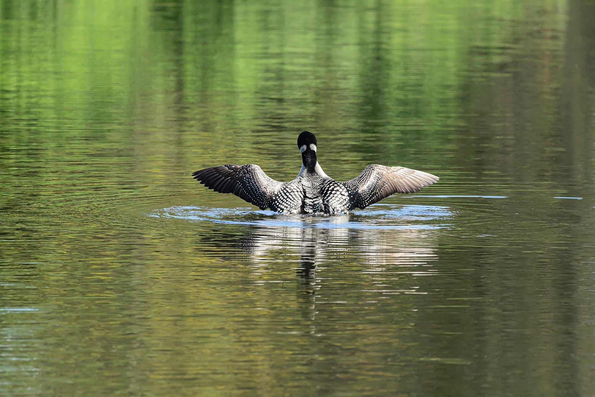 DTGD31345-Loon stretching wings