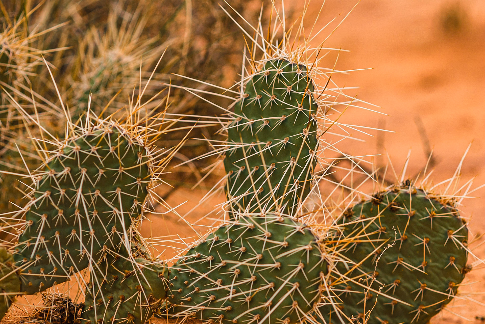 DTGD10404 Devils Garden, Prickly Pear Cactus