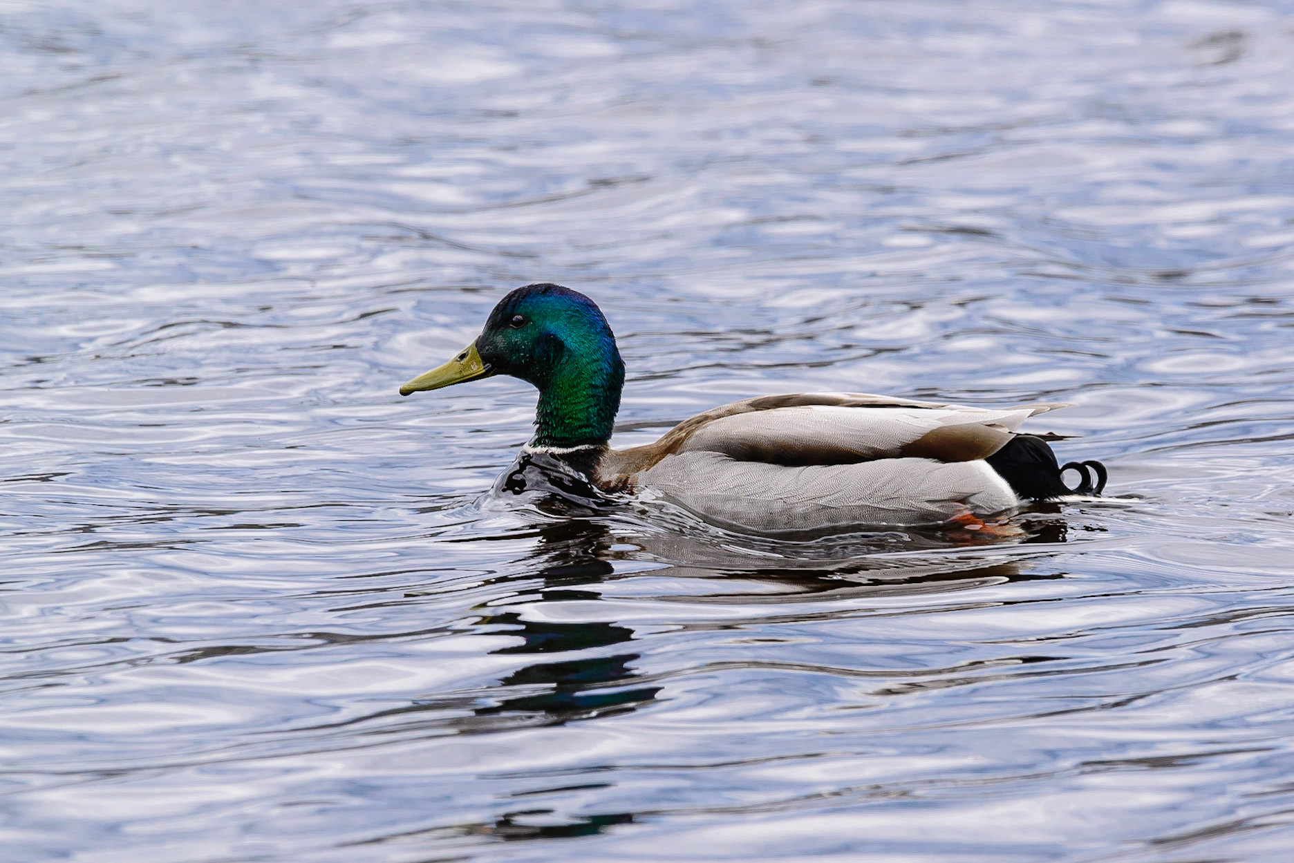 DTGD30430-Mallard Duck