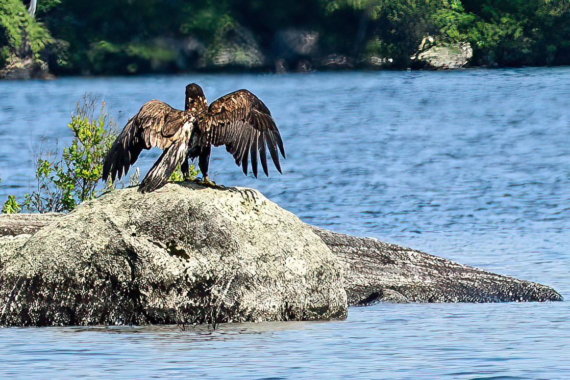 Young Bald Eagle on Squam Lake