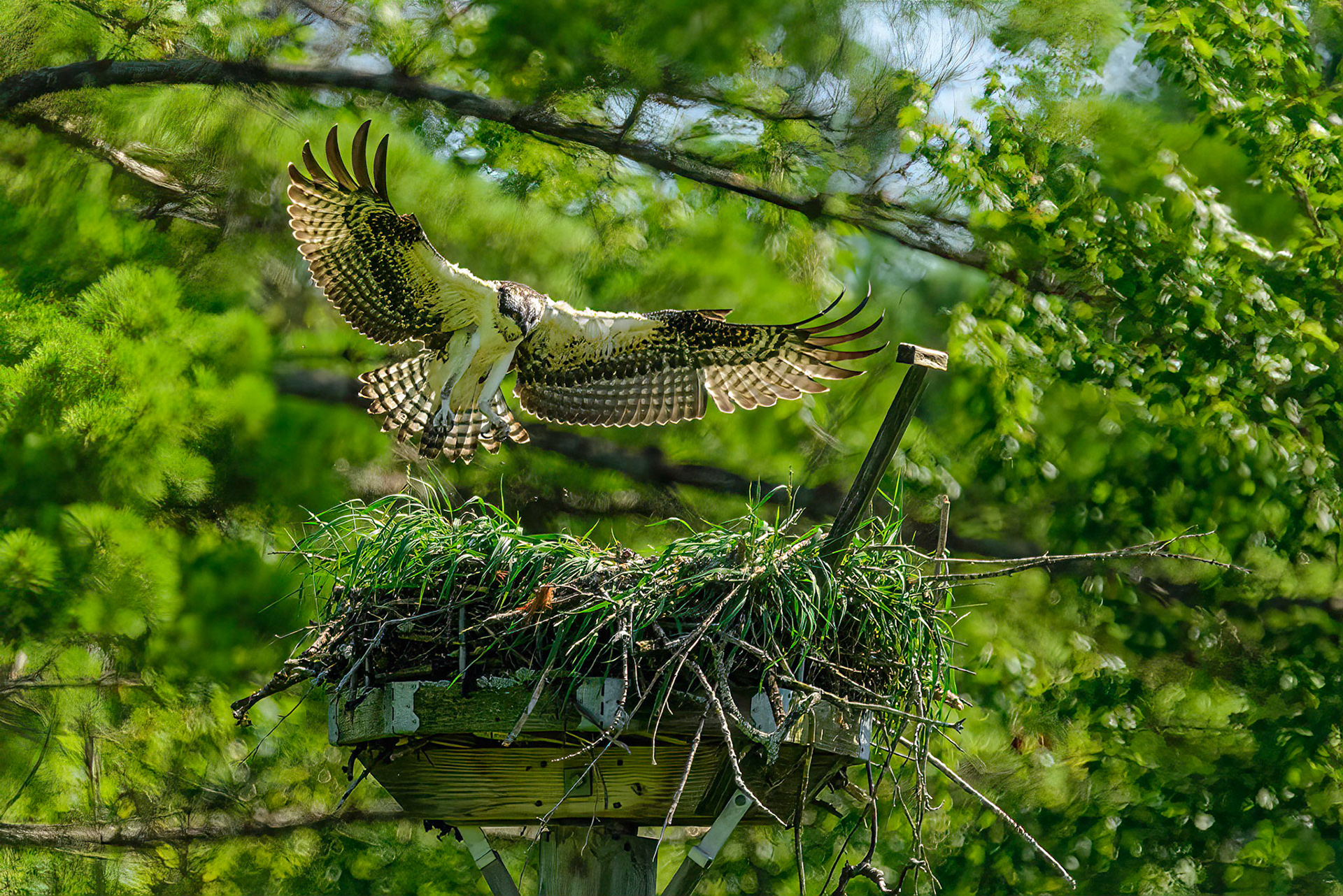 DTGD38236-Osprey coming home
