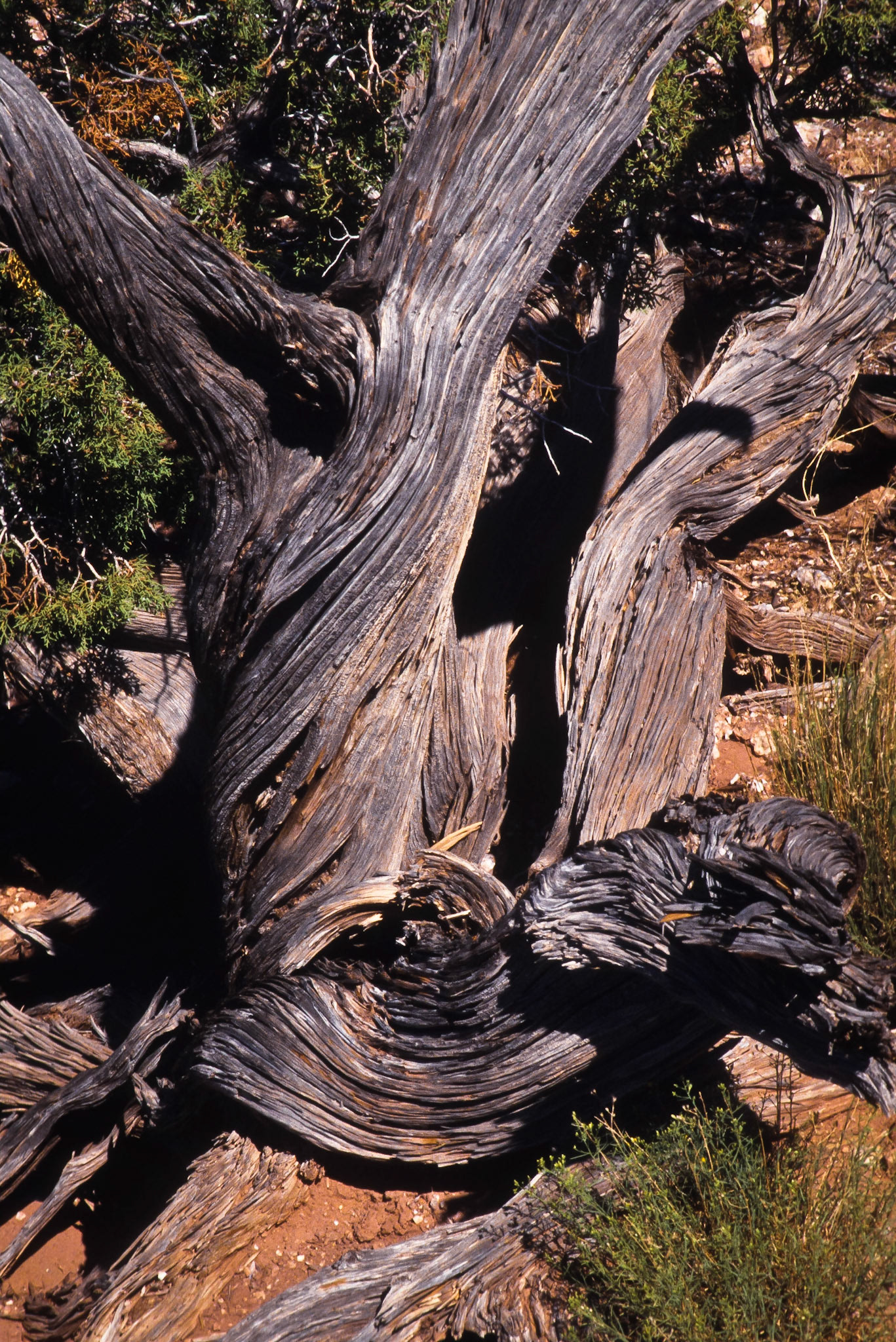 Gnarled Old Juniper