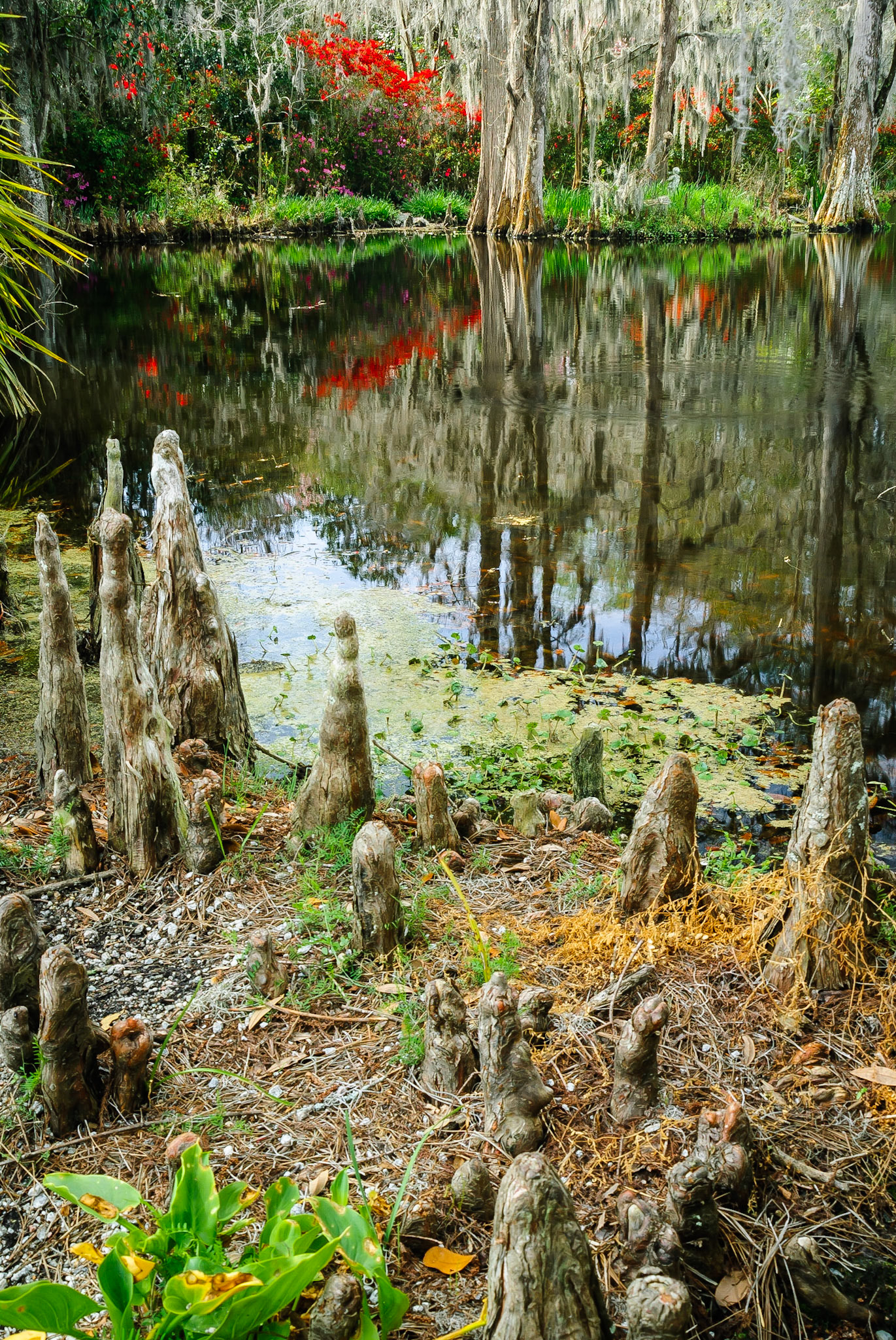 DTGD14559 Cypress Knees @ Magnolia Gardens