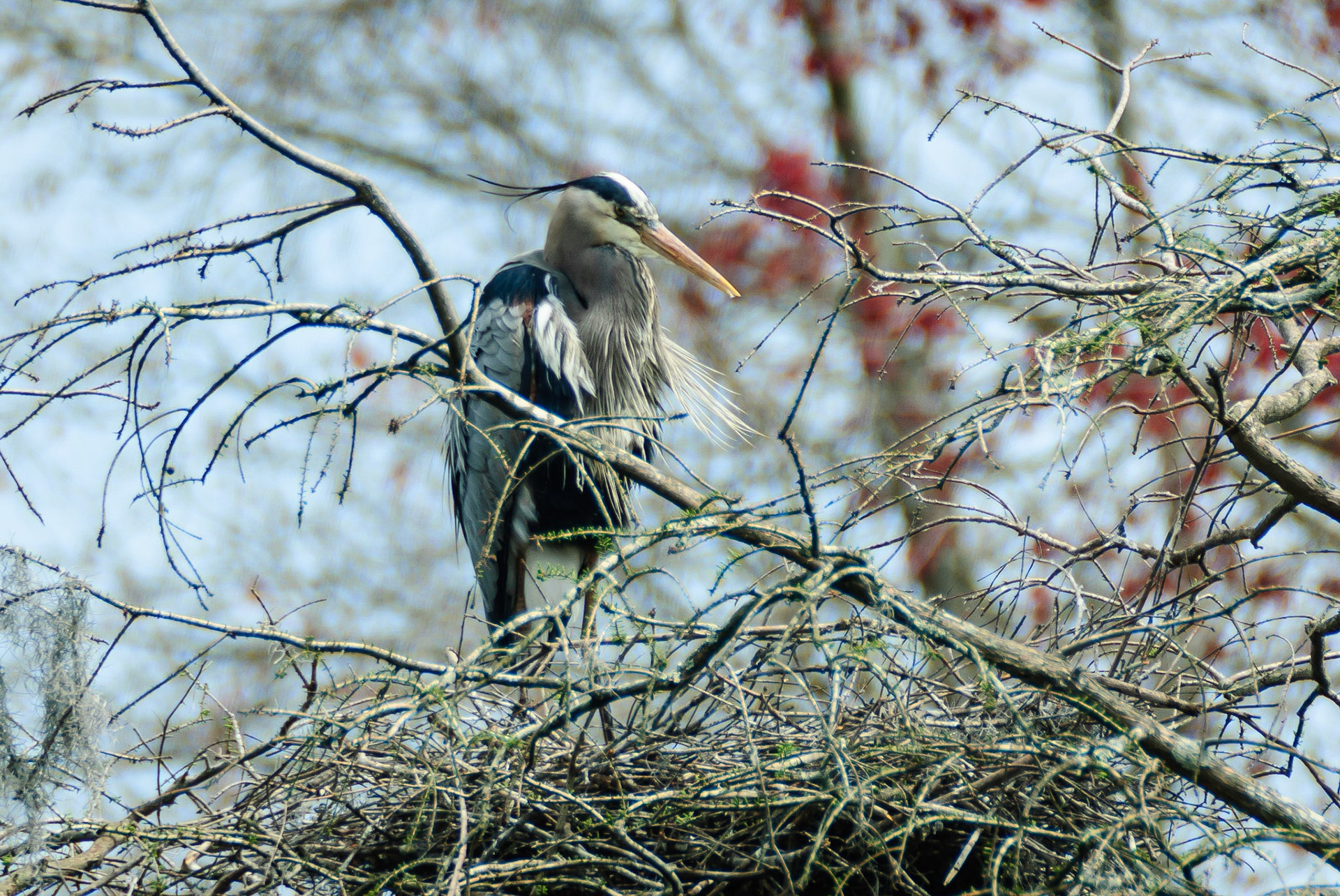 DTGD14580-Great Blue Heron