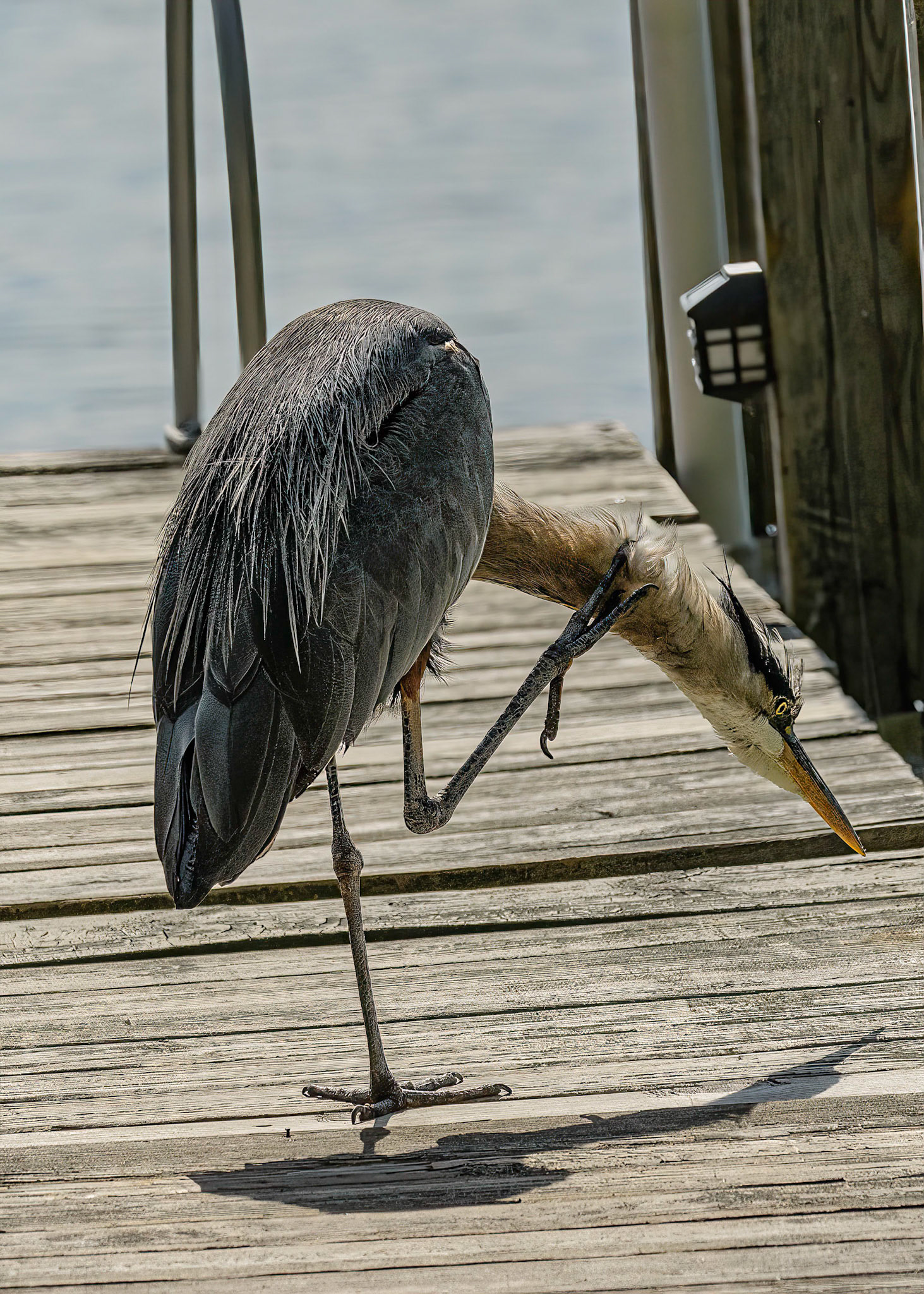 DTGD38335-Blue Heron on Winnipesaukee