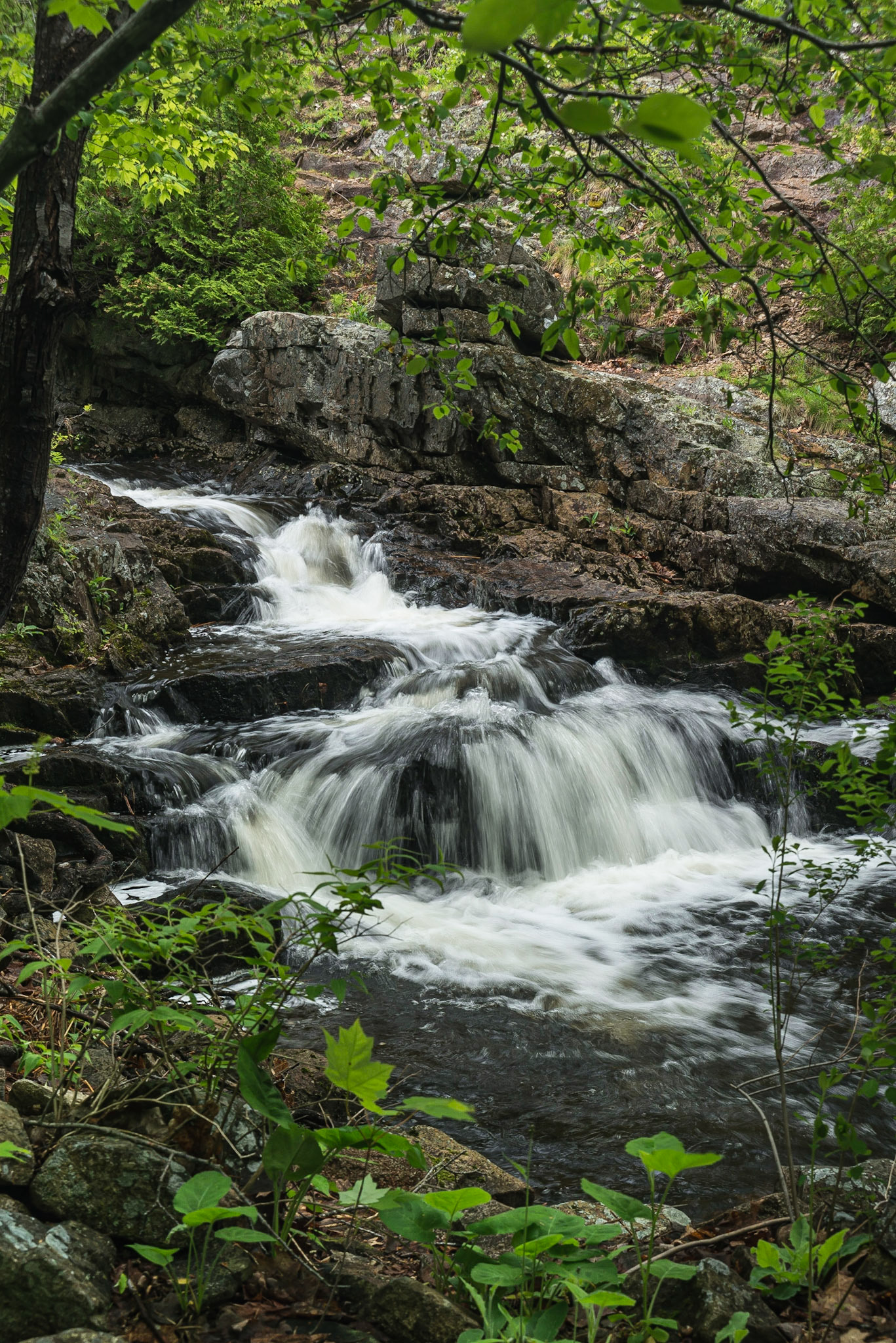 DTGD17391 Duck Brook