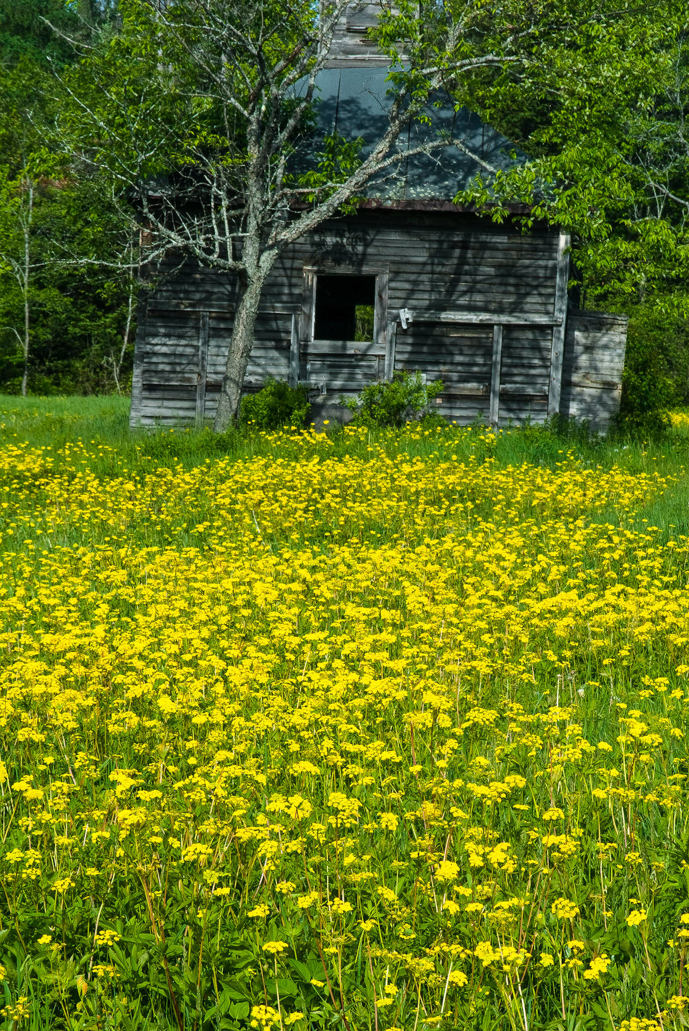 DTGD03082-Edit Old Barn &amp; flowers