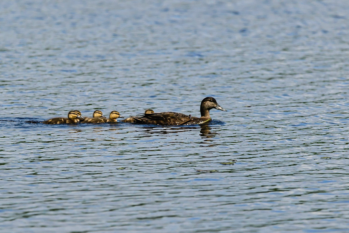 DTGD31181-Duck and babies