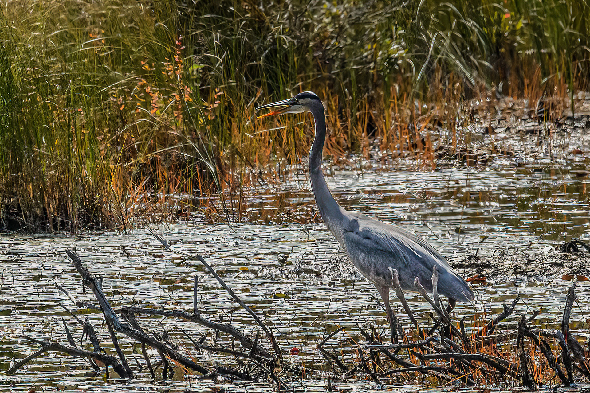 DTGD33161-Blue Heron