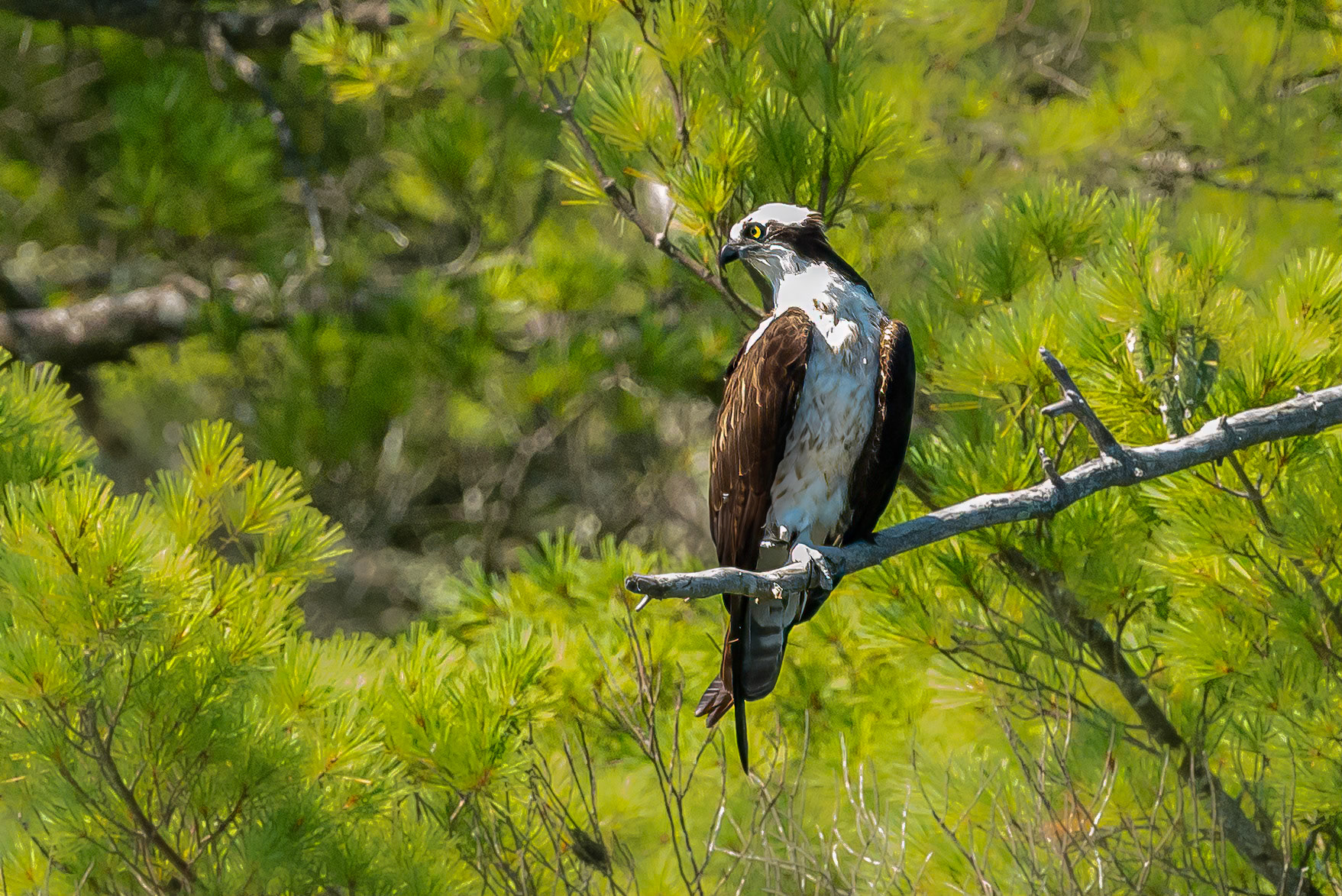 DTGD36145-Osprey