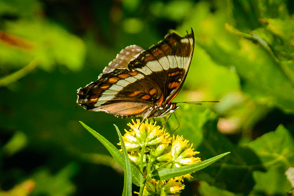 DTGD18257 Butterfly on flowers