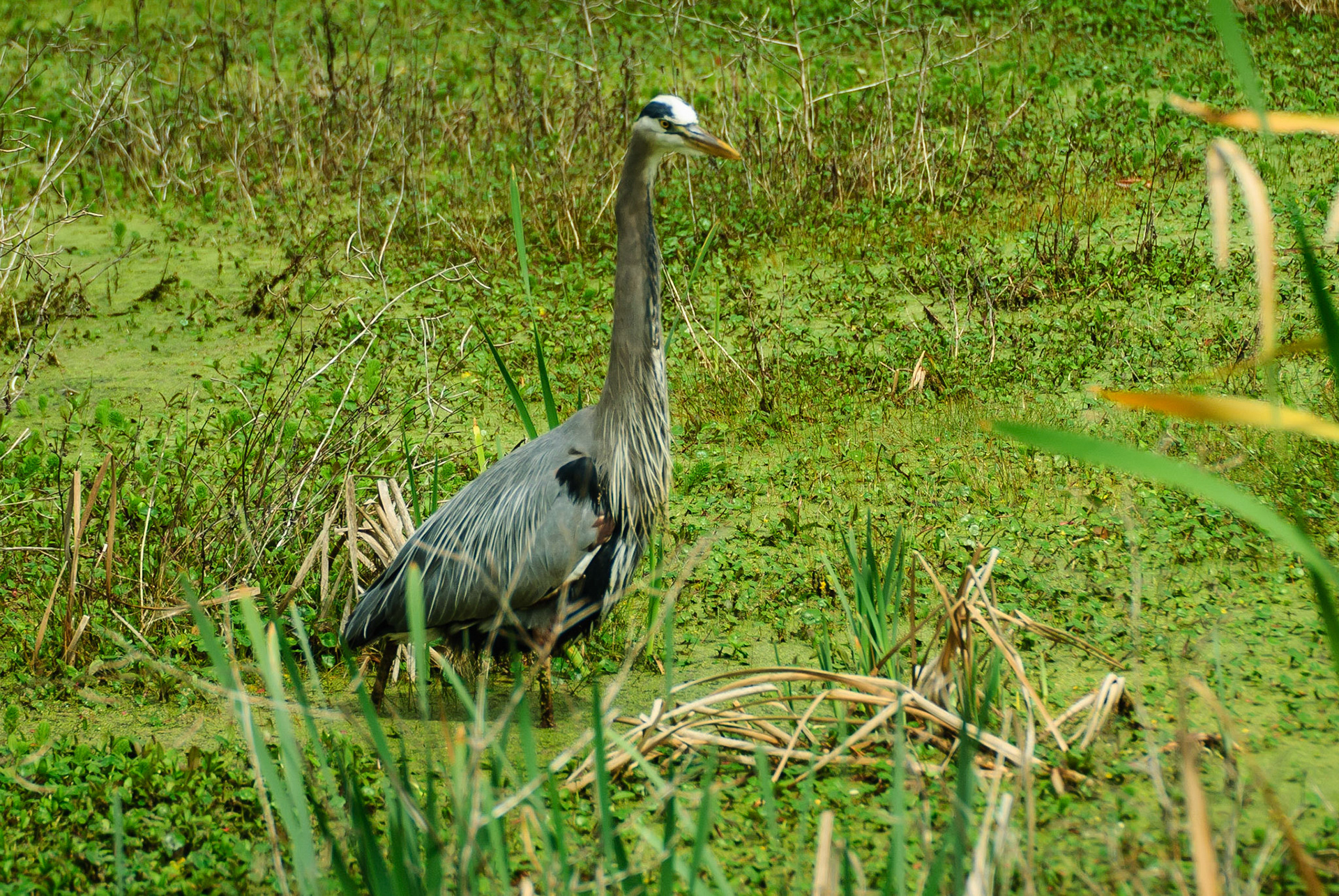 DTGD14612-Great Blue Heron