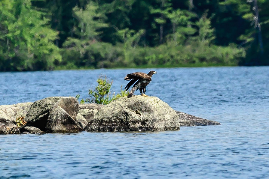 DTGD33018-Young Bald Eagle on Squam Lake