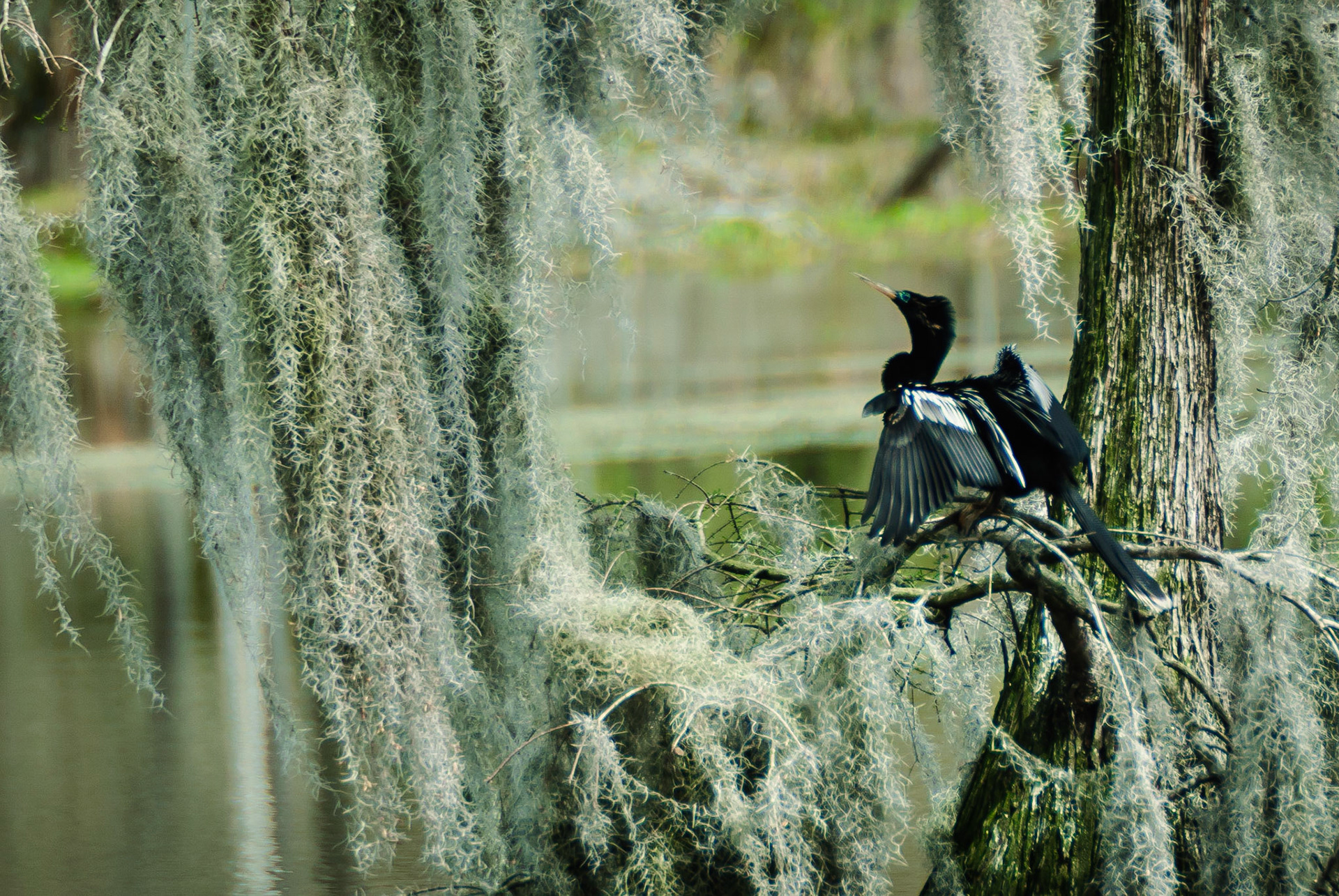 DTGD14576-Anhinga