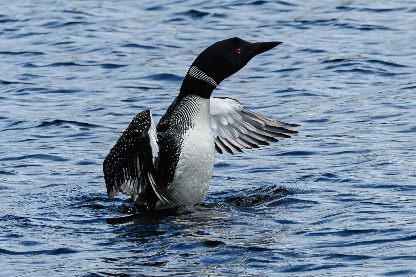 DTGD31236-Loon stretching wings