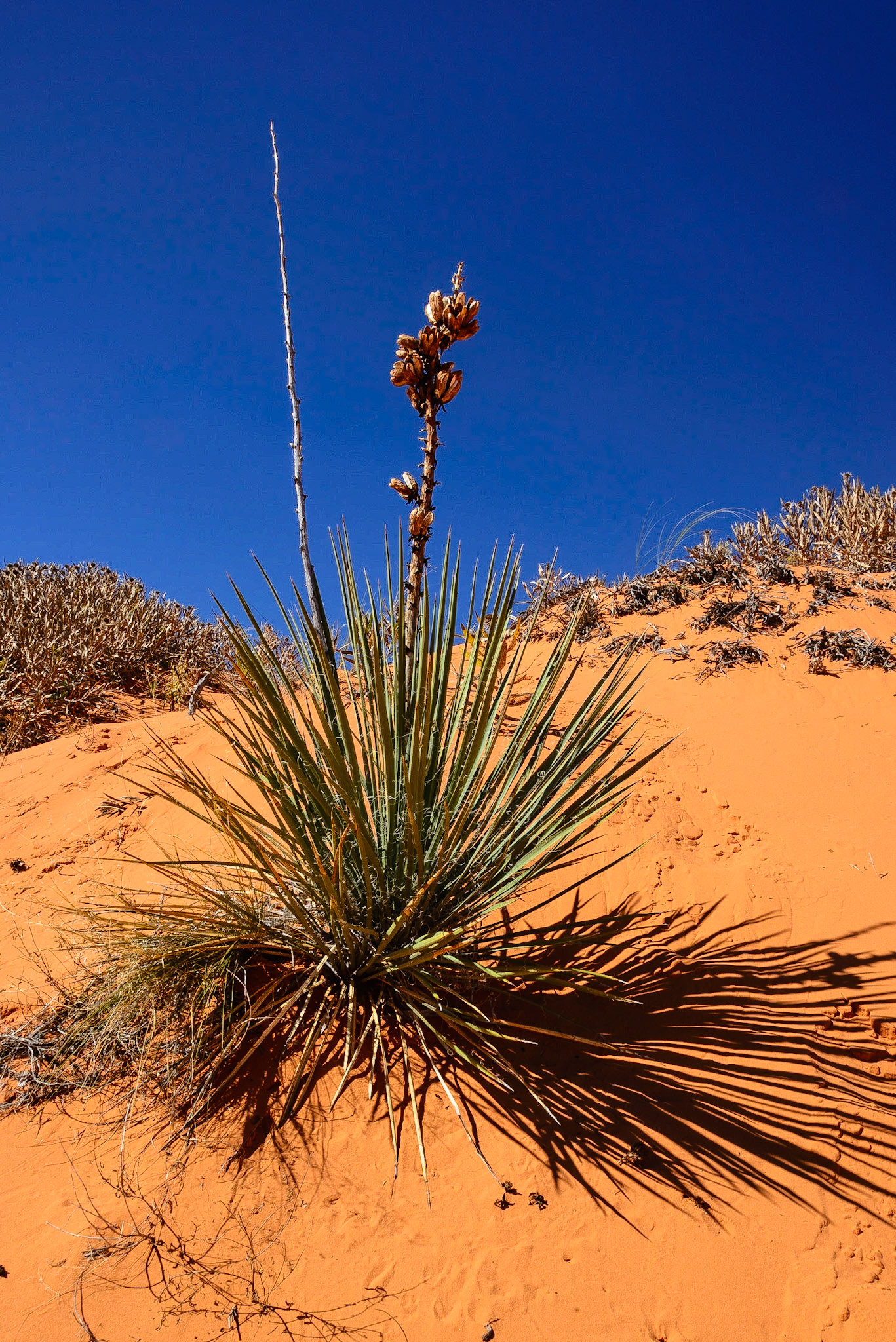 DTGD22352 Utah Yucca in coral Sands State  Park.