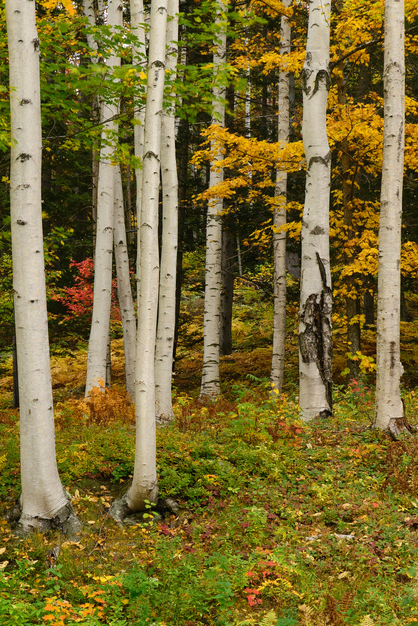 DTGD18424 Birches At Great Glen
