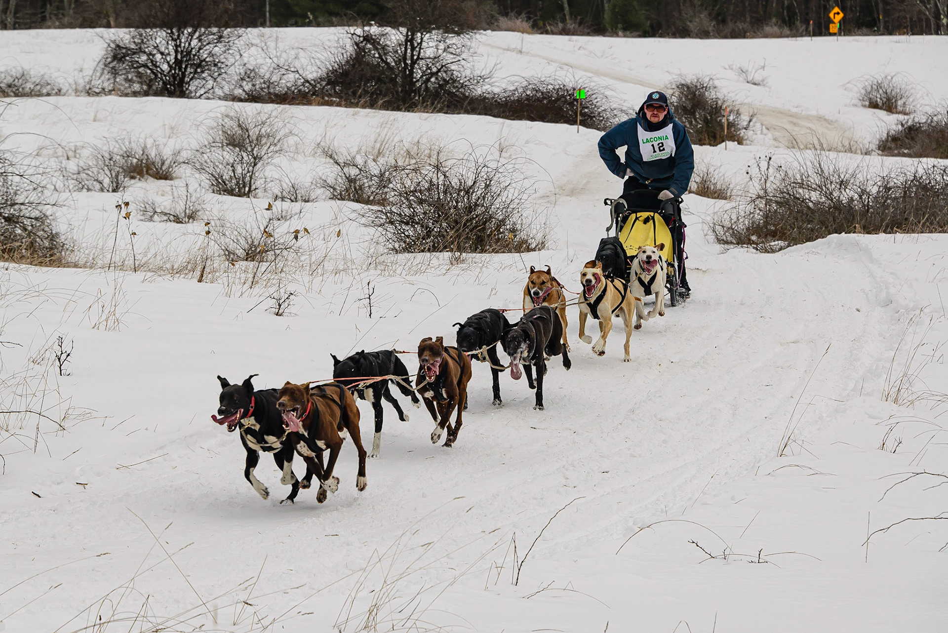 DTGD32336 Laconia, NH Sled Dog Races, 2020