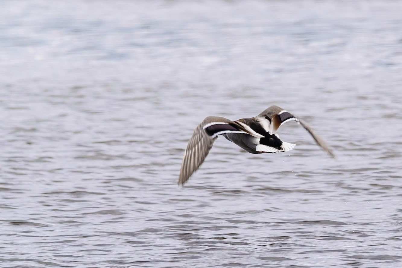 DTGD30436-Fleeting Duck