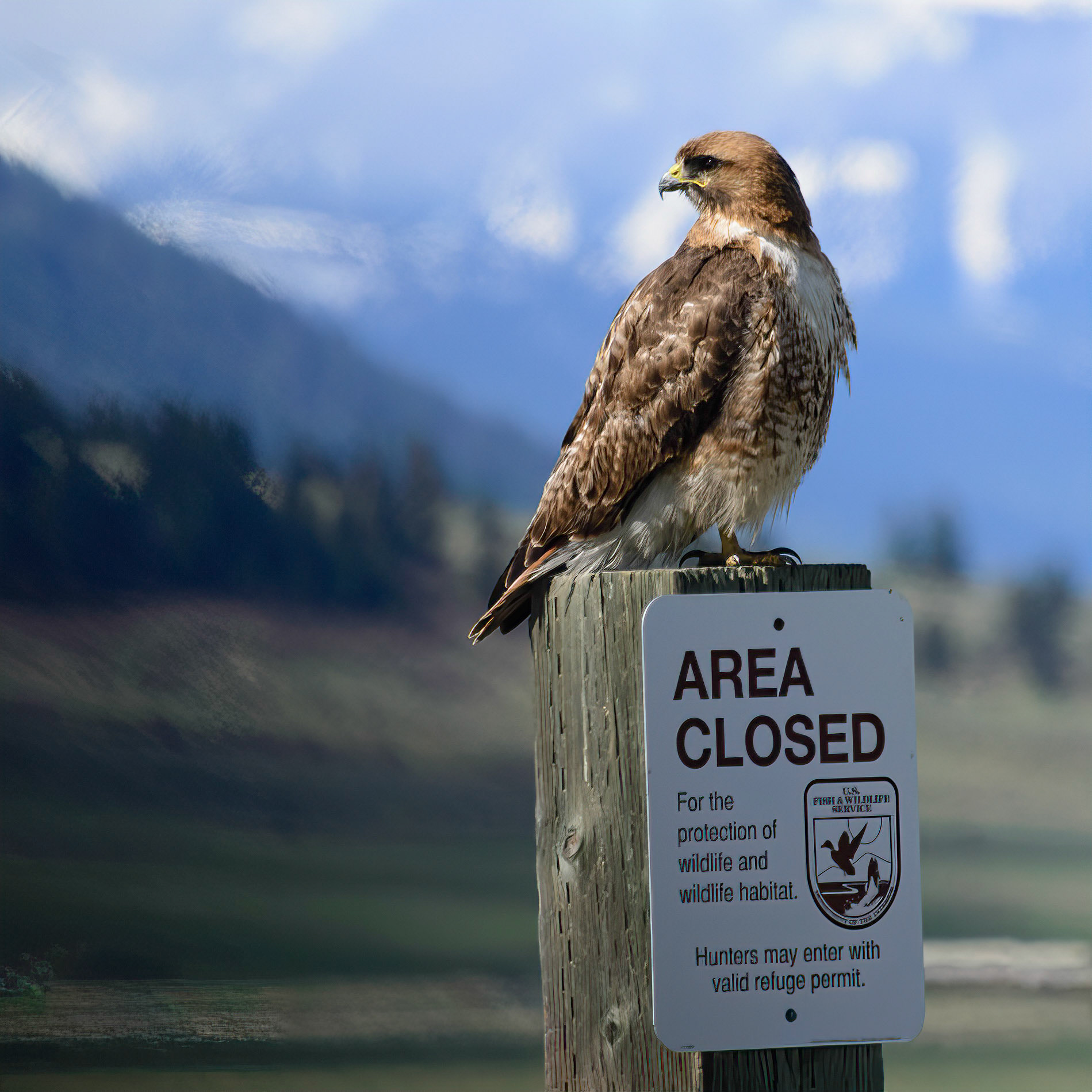 DTGD28512-Red Tailed Hawk