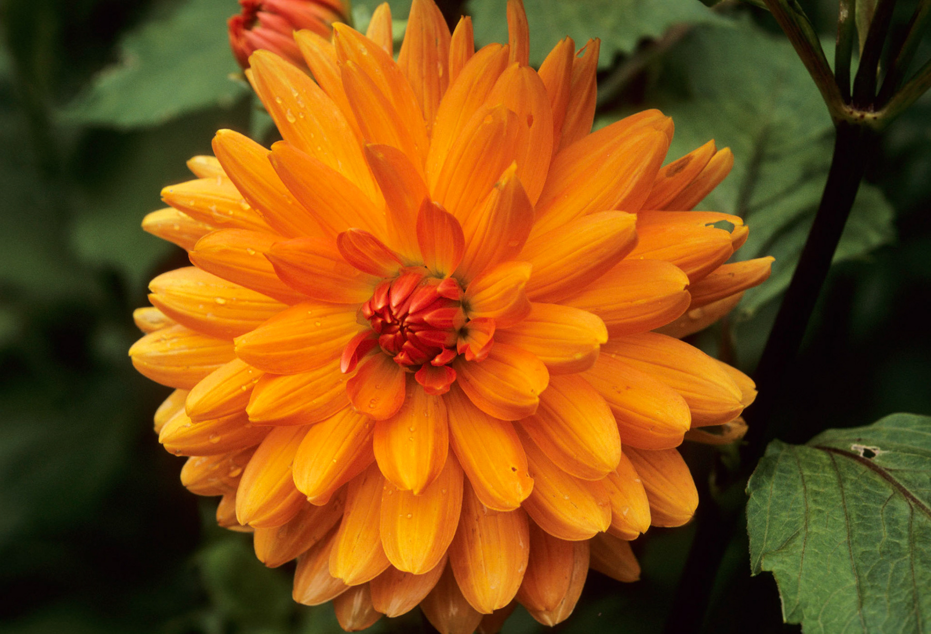 DTG01866J Orange Dahlia