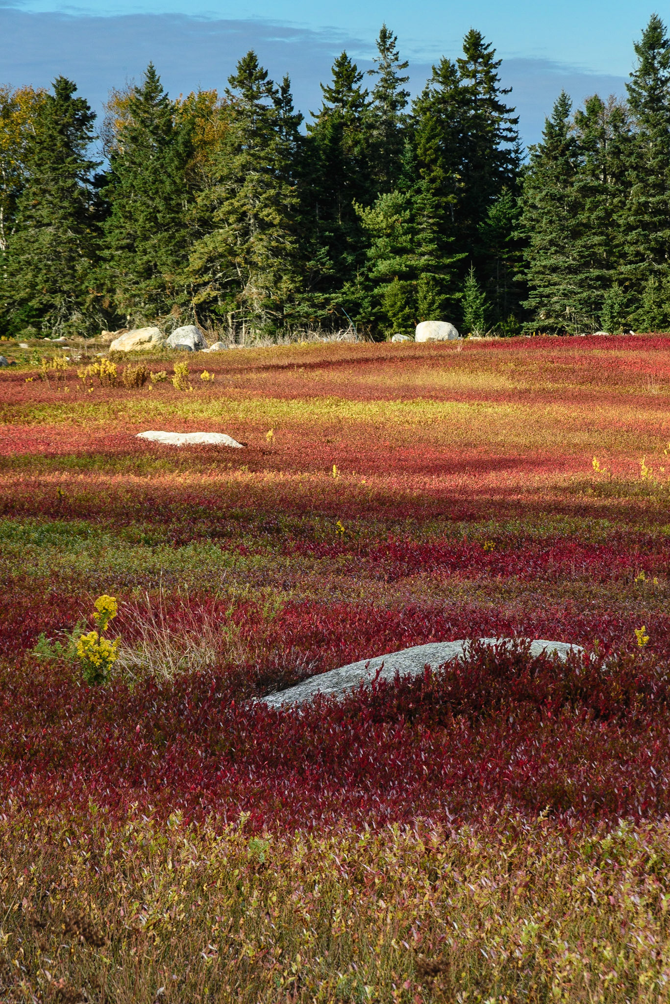 DTGD18829 Wild Blueberry Field, Brooklin, ME