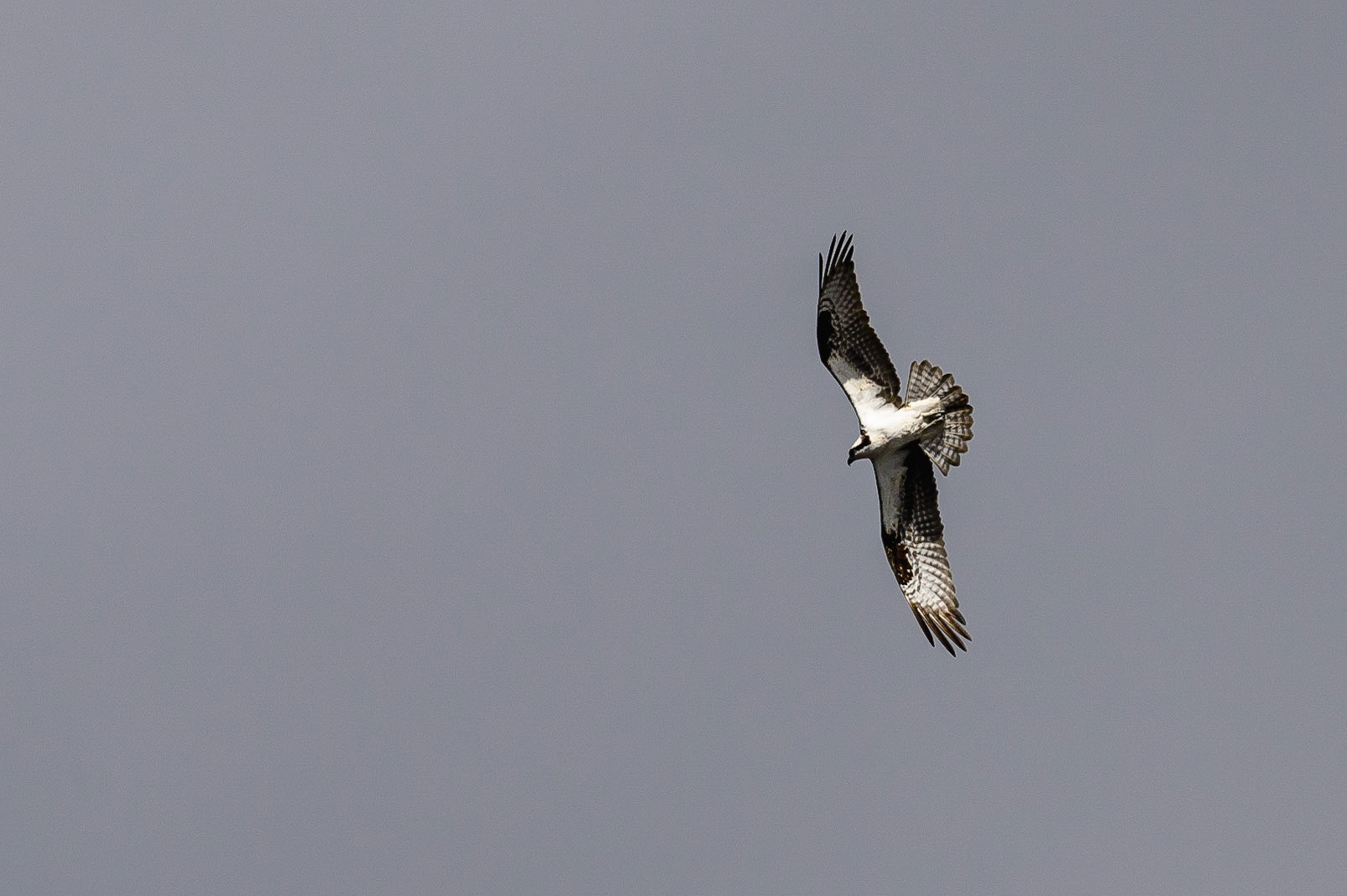 DTGD30783-Osprey
