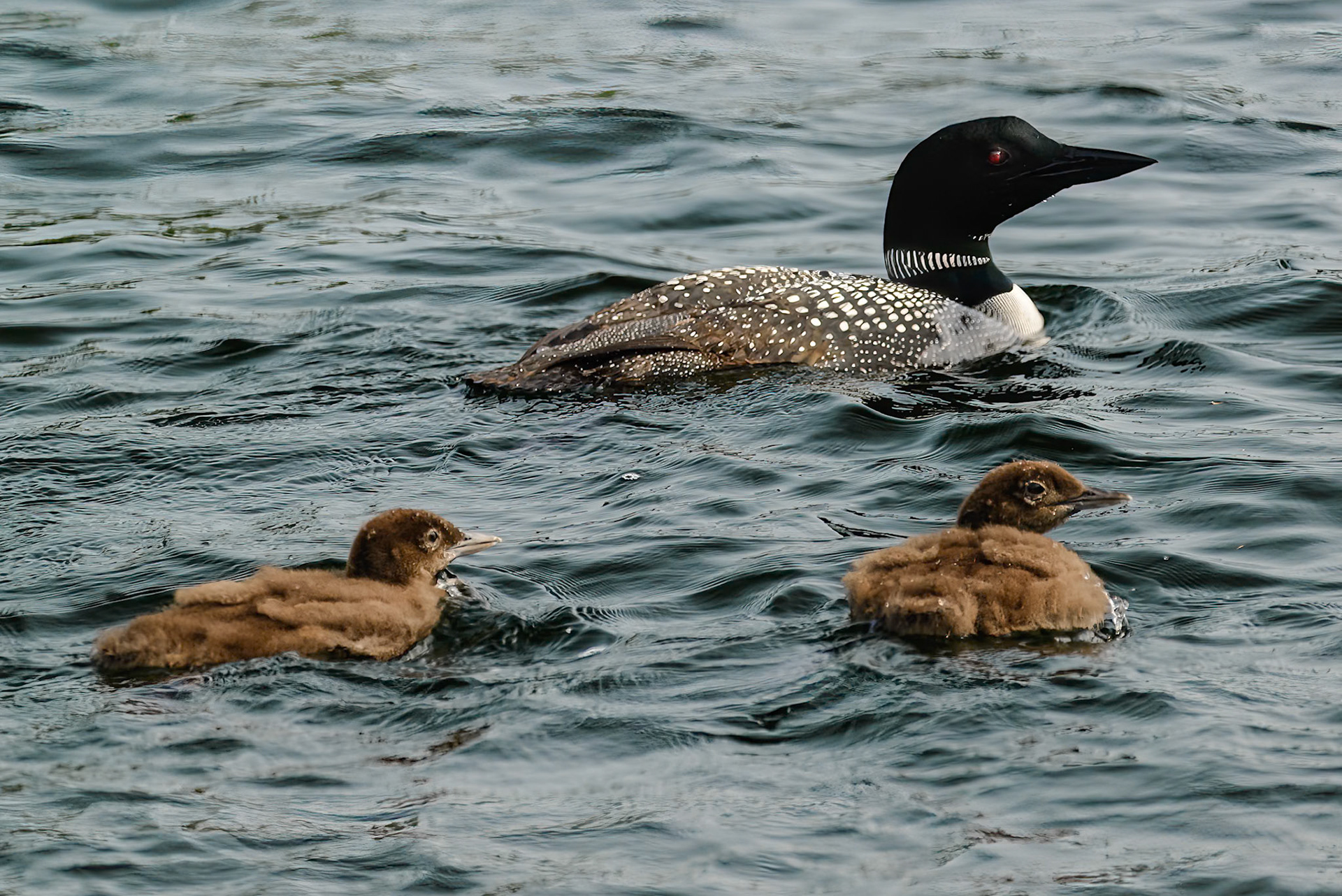 DTGD39812-Loons on Winnipesaukee