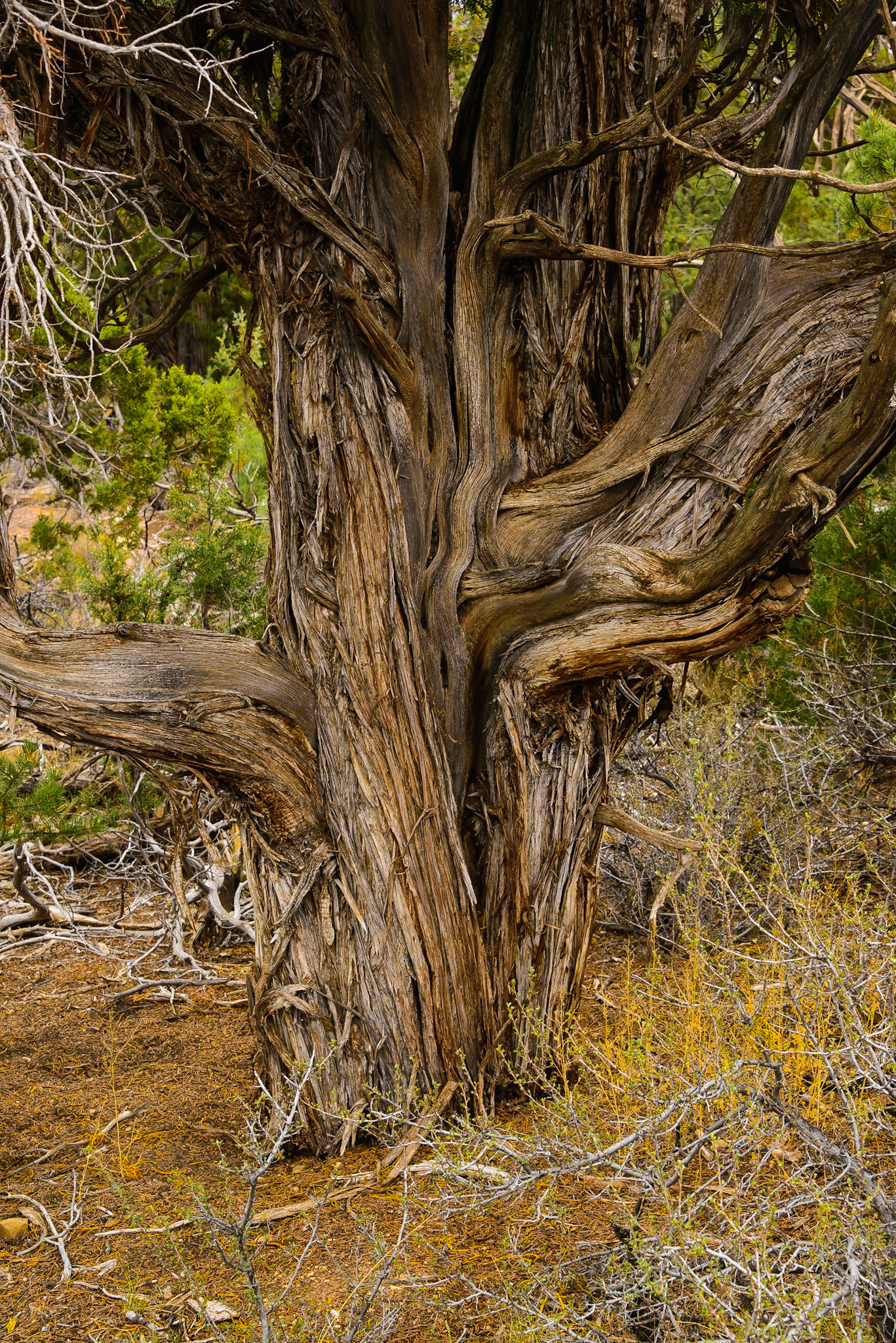 Gnarly Old Juiper