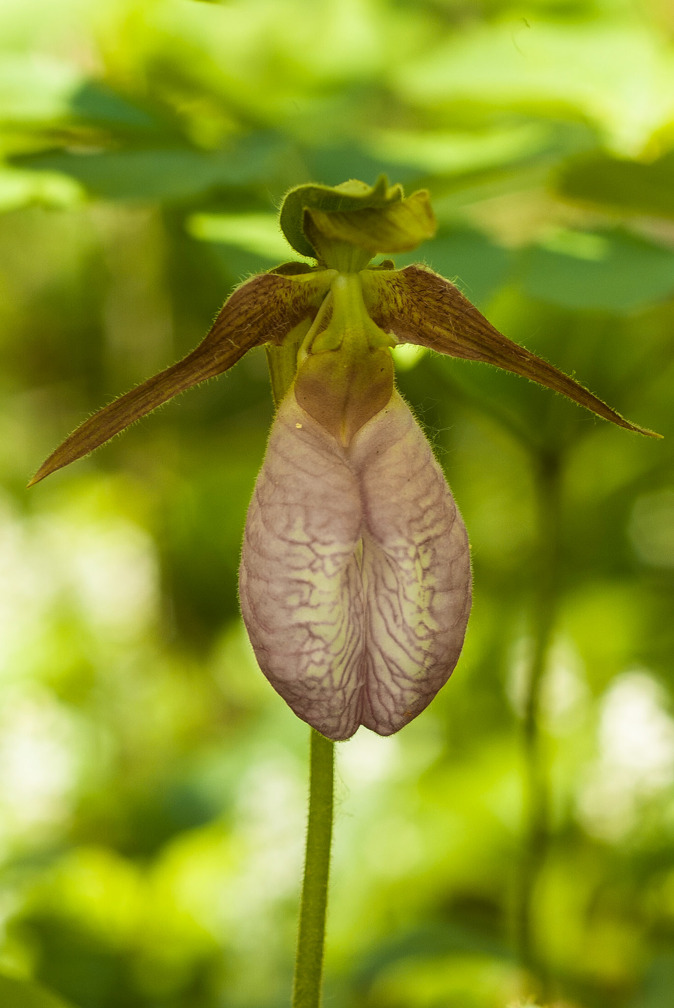 DTGD05260 Lady Slipper