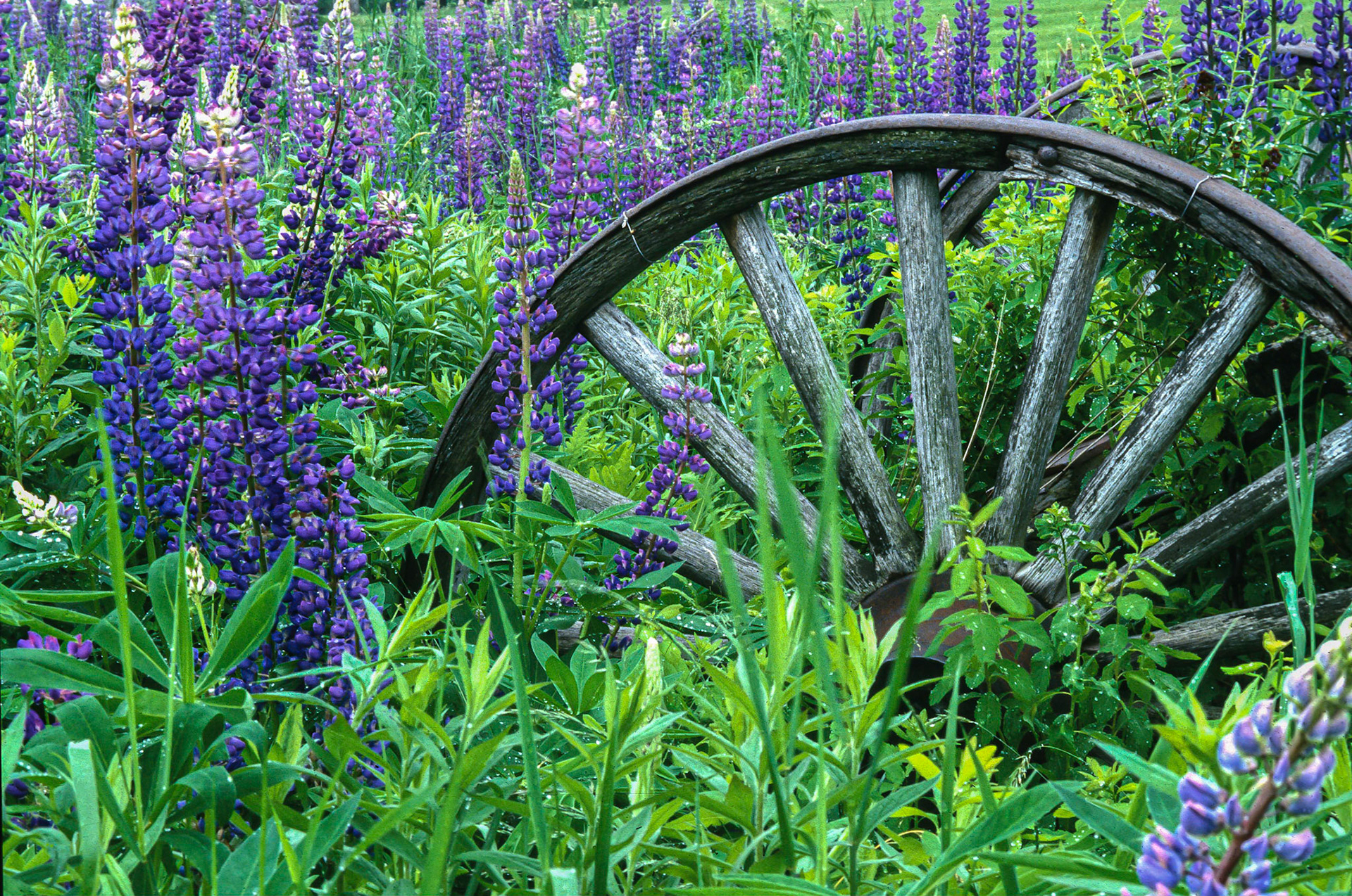 DTG00035 Lupine Wagon &amp; Wheel
