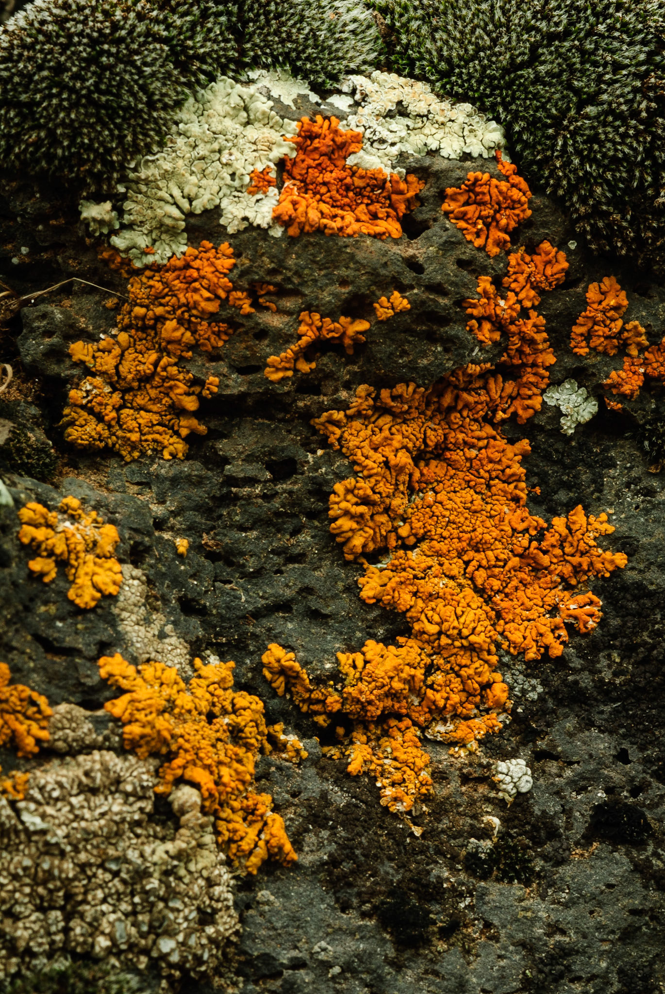 DTGD11195 Lichen on Lava Rock, Johnson Canyon, UT