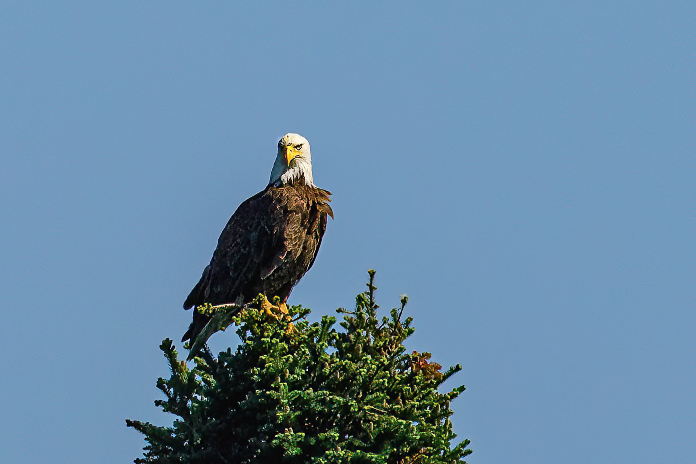 DTGD37958 Eagle on Androscoggin River