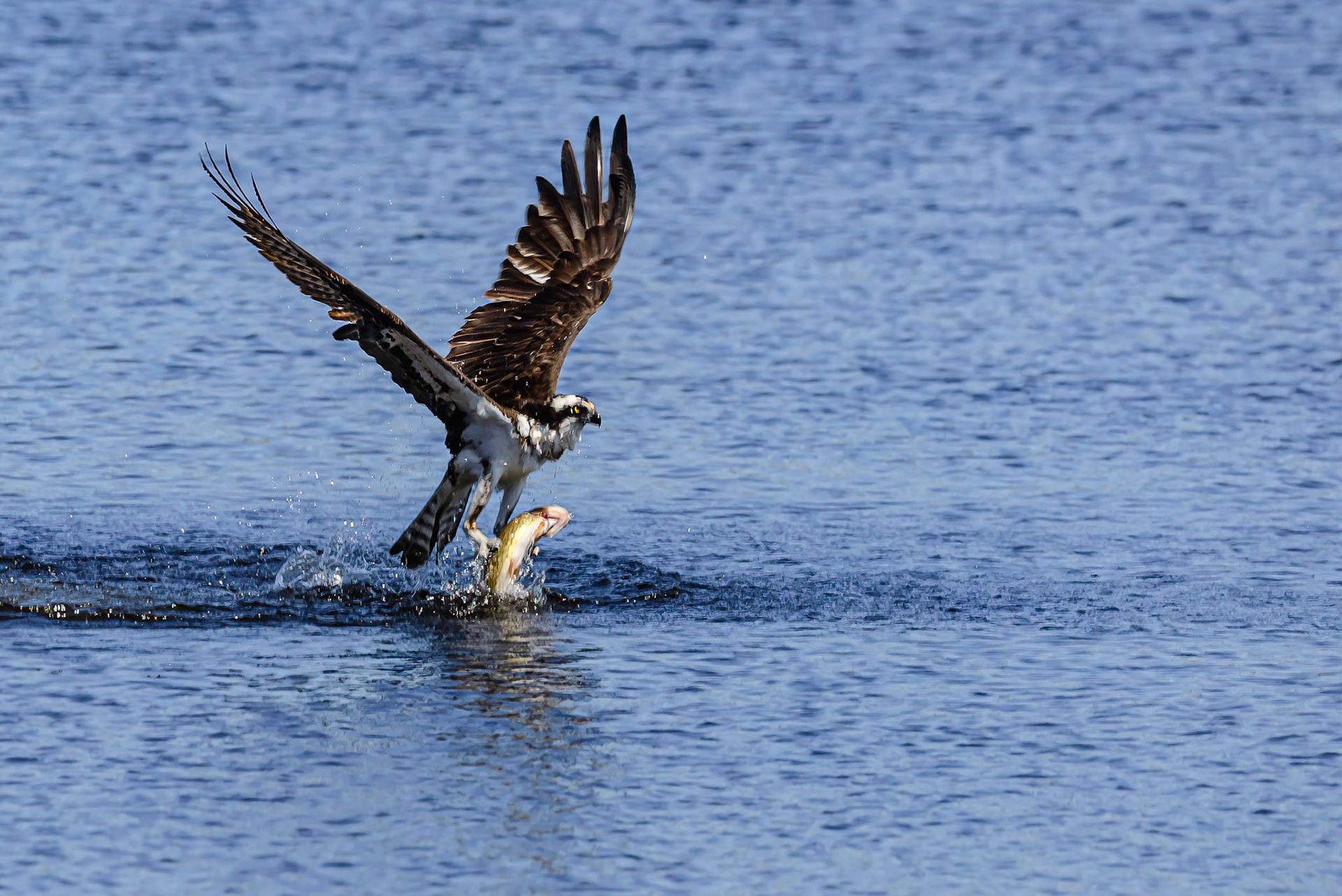 DTGD32526-Osprey catching lunch
