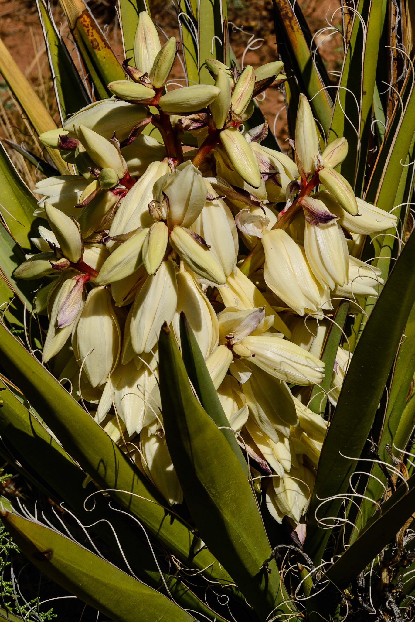 DTGD29026 Banana Yucca