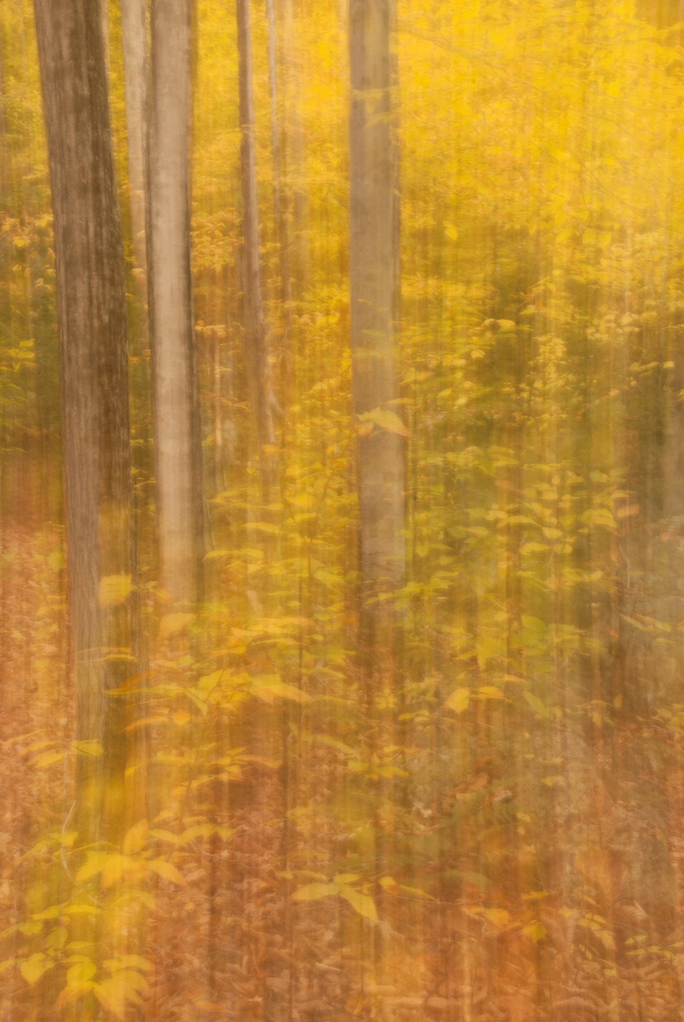 DTGD02196 Fall Colors, NH