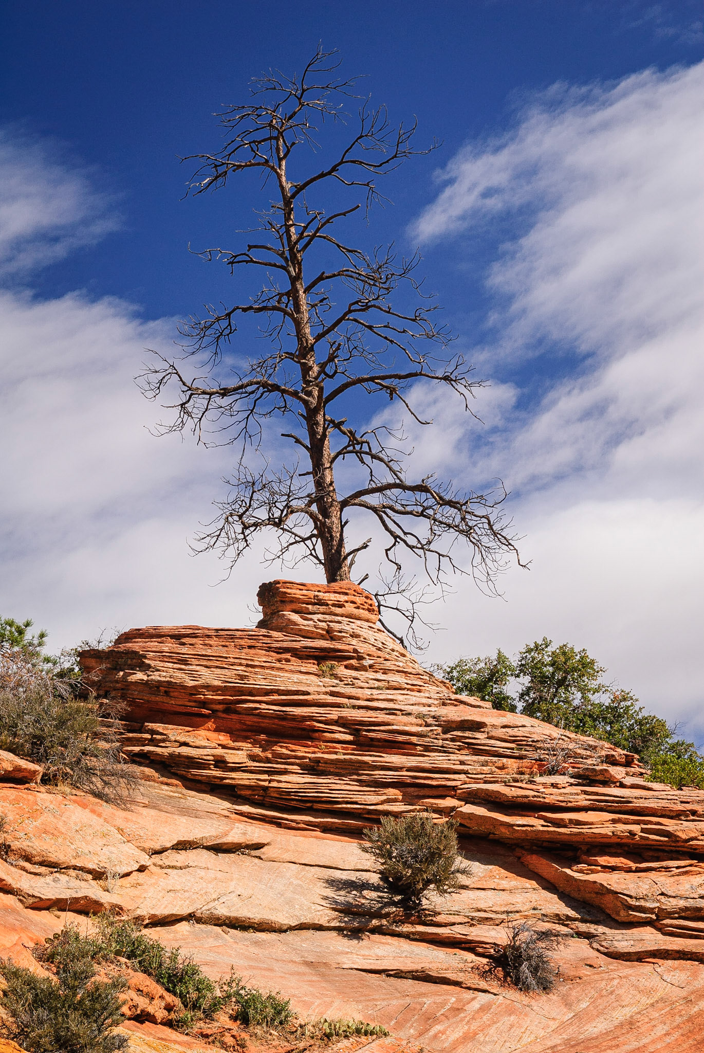 DTGD11120 Solitary Dead Tree, Zion Nat'l Park