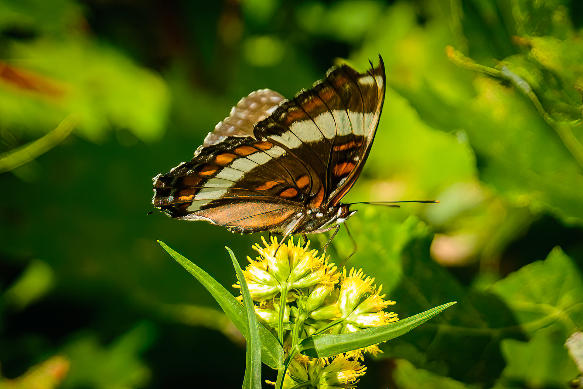 DTGD18257 Butterfly on flowers