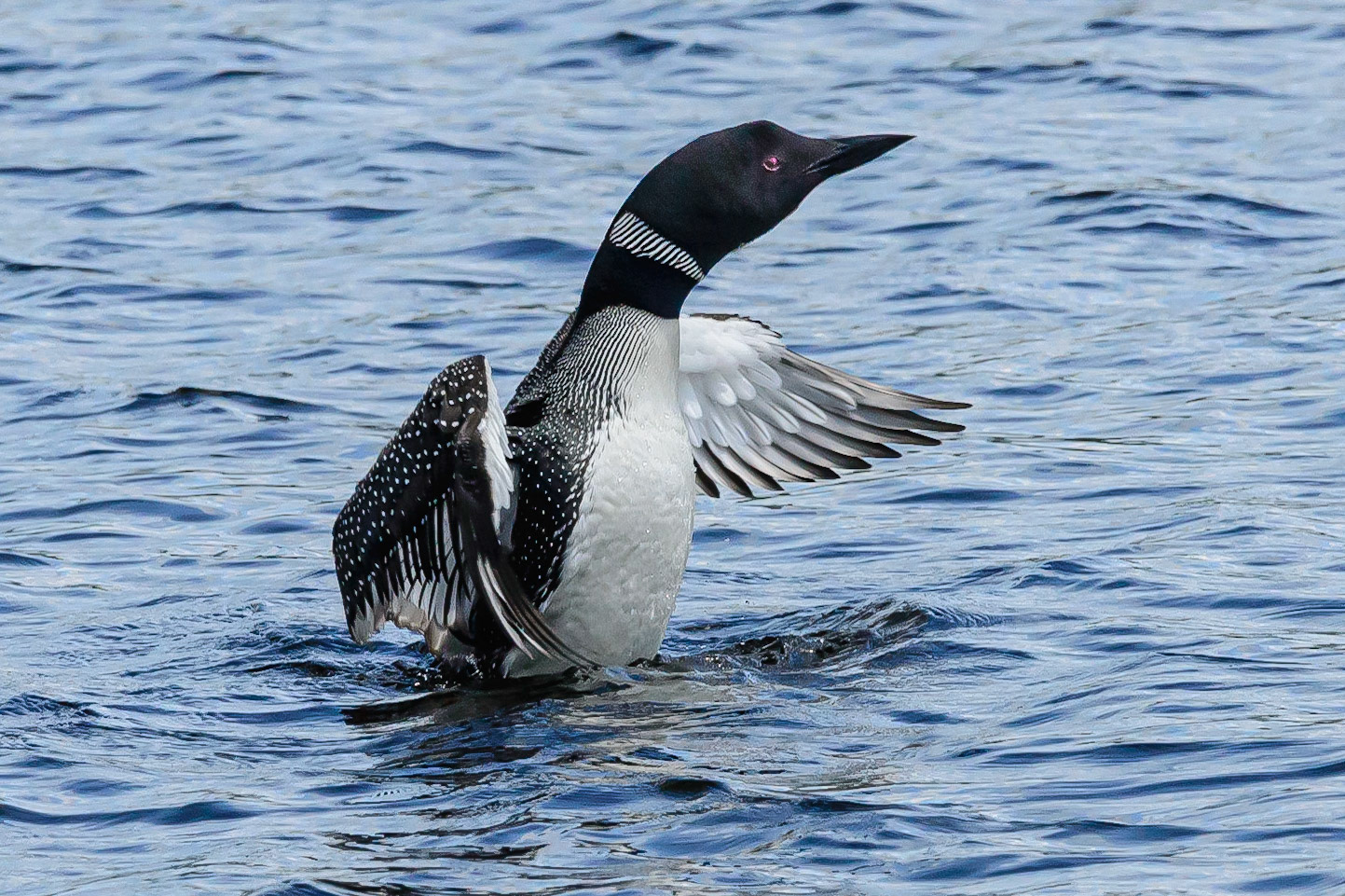 DTGD31236-Loon stretching wings