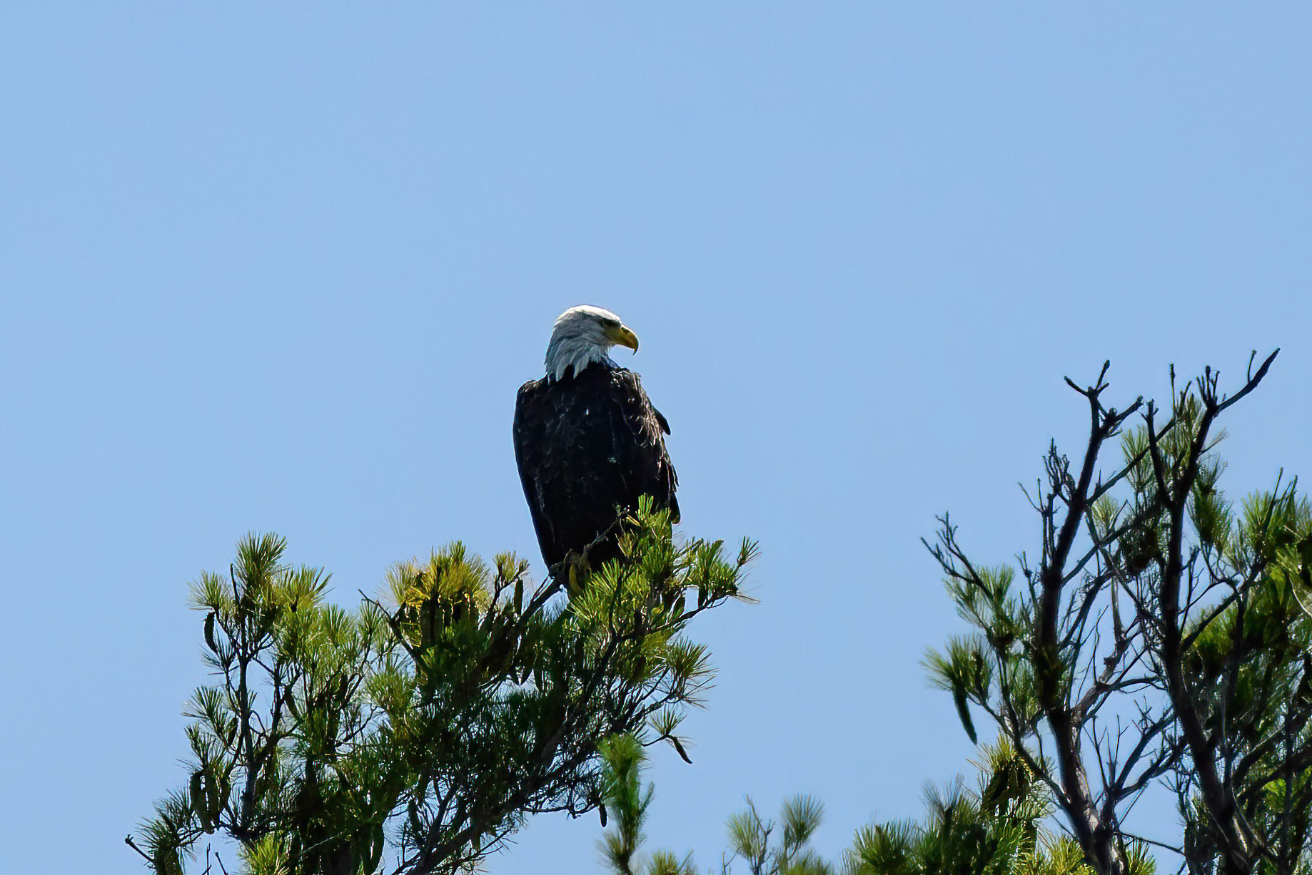 DTGD41468 Eagle on Squam Lake