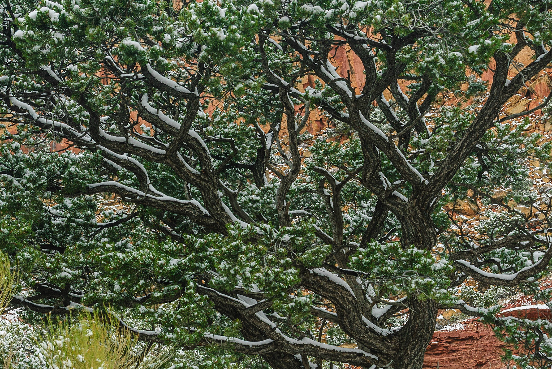 DTGD10537 Light snow fall on tree in Long Canyon along Burr Trail.