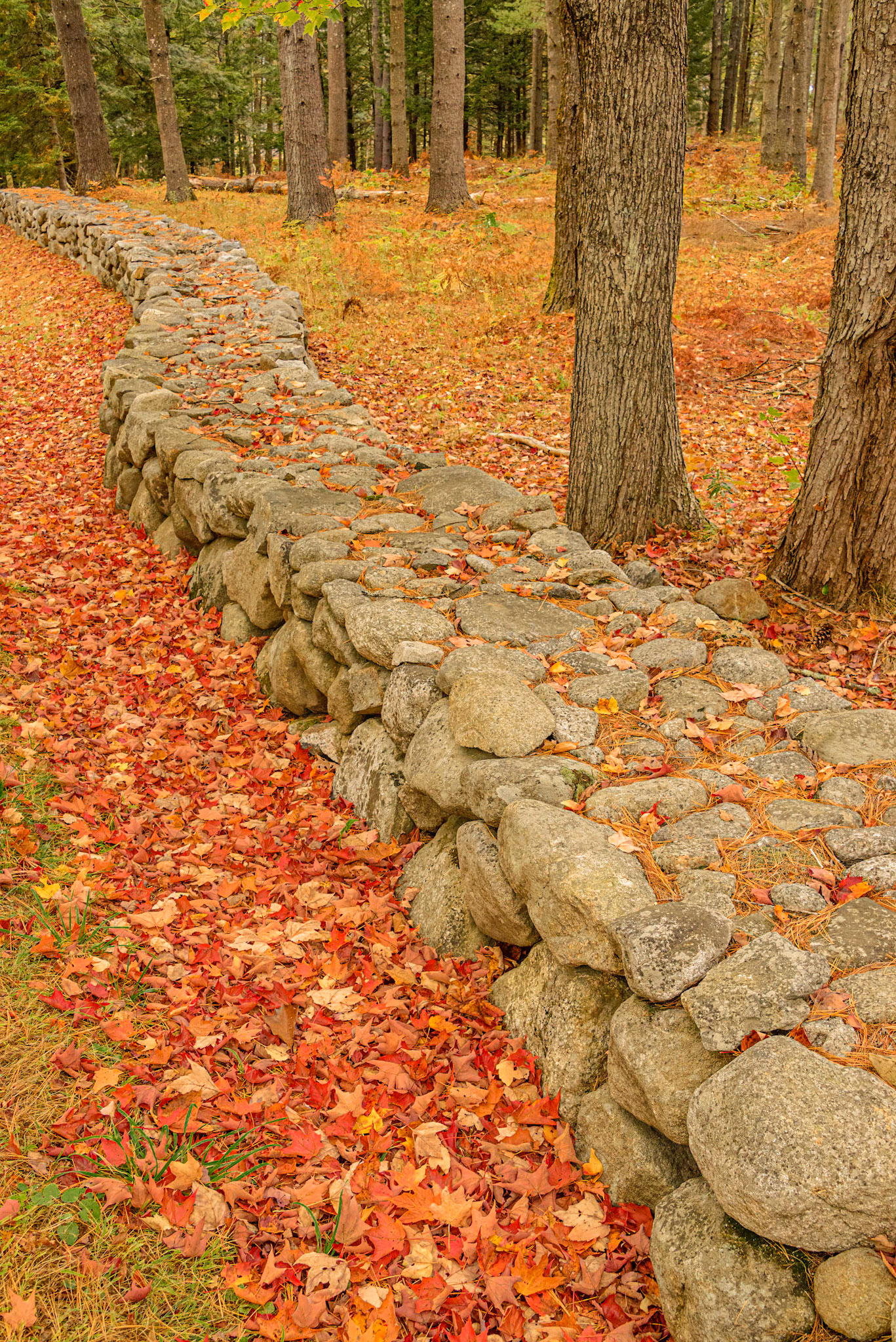 DTGD33672 Old Stone Wall