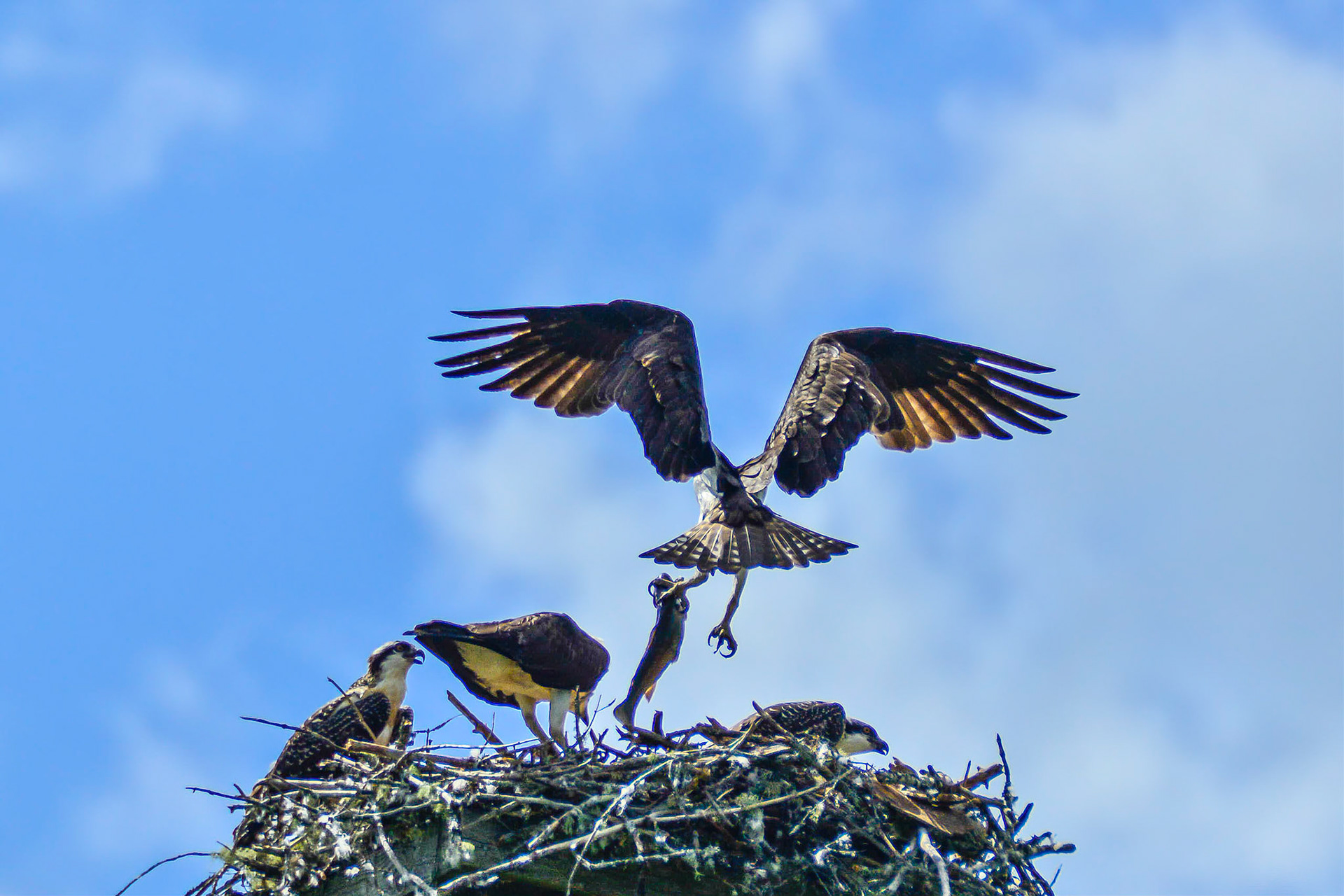 DTGD21040-Adult Osprey bringing lunch home