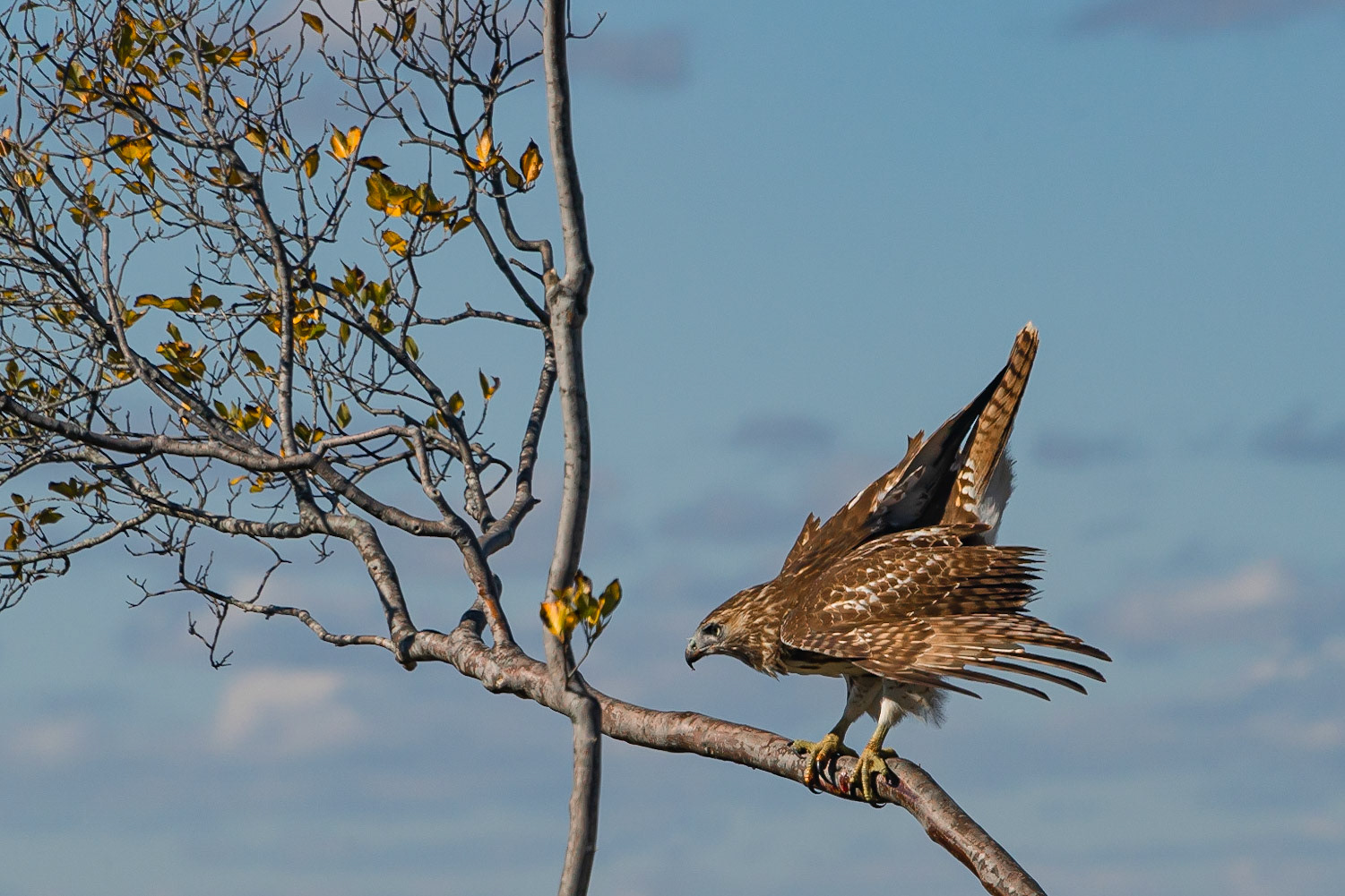 DTGD36915-Broad Winged Hawk