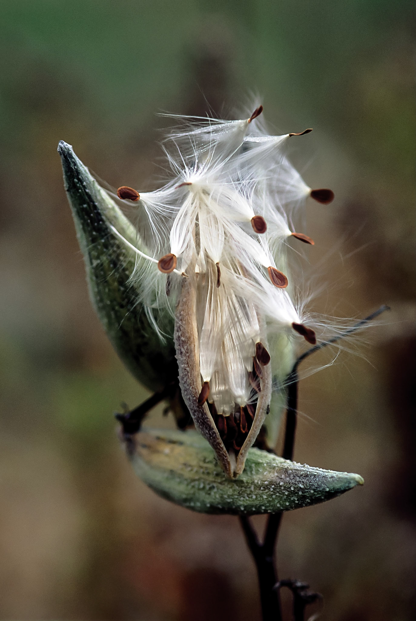 DTG00062 Milkweed Pod