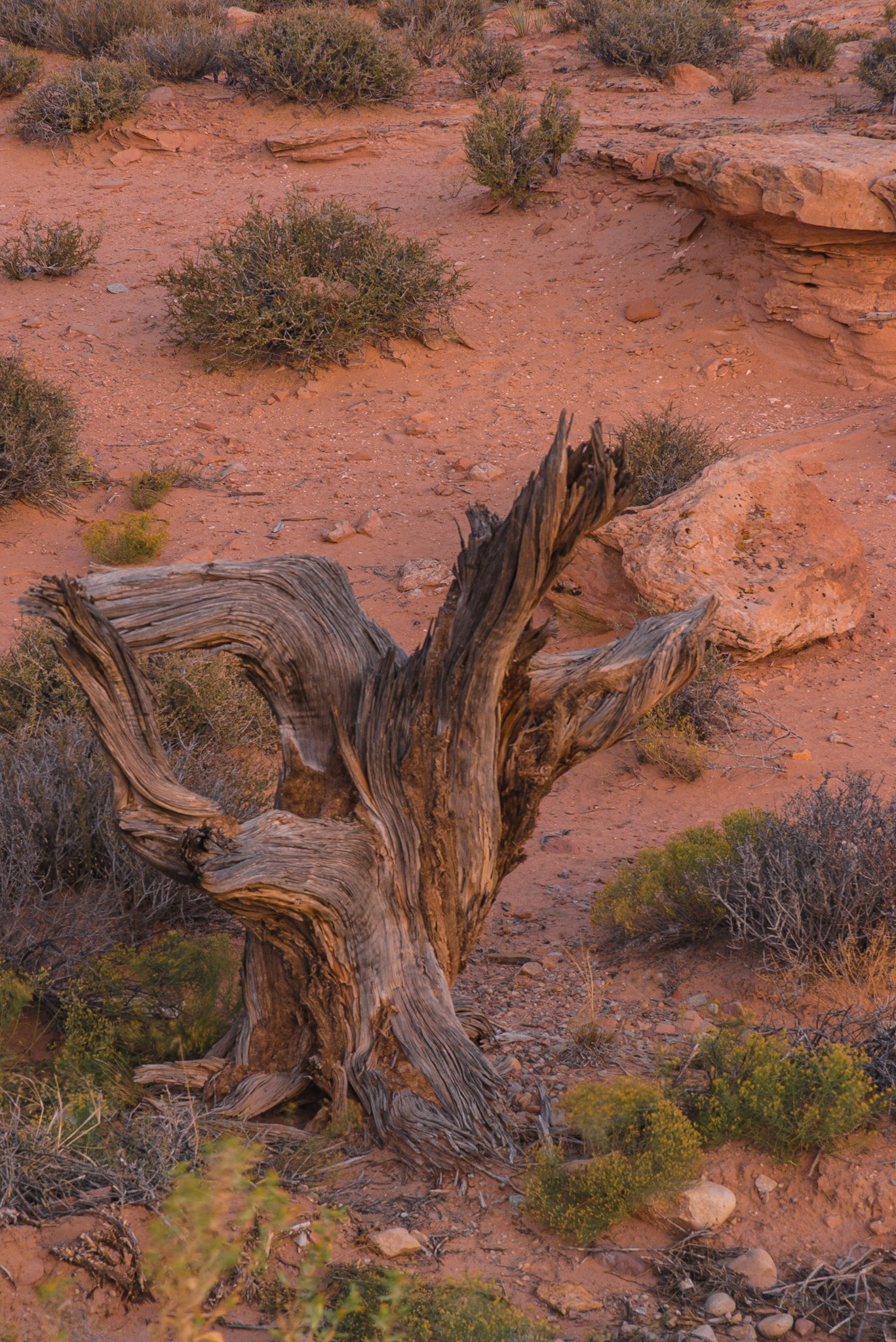 DTGD21524 Juniper Stump